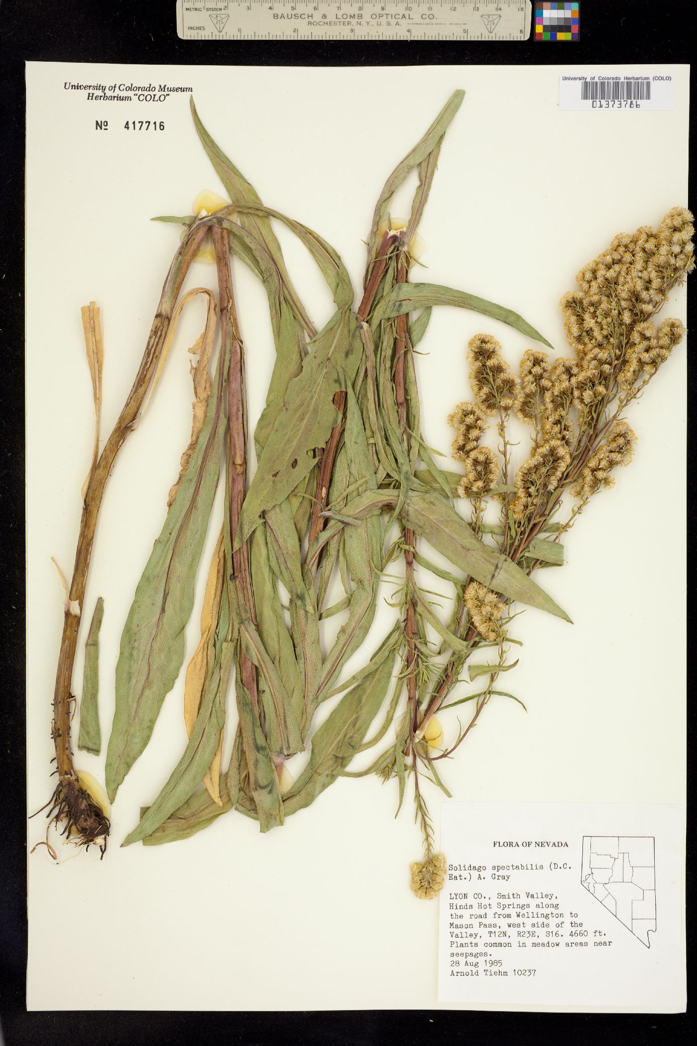 Solidago spectabilis image