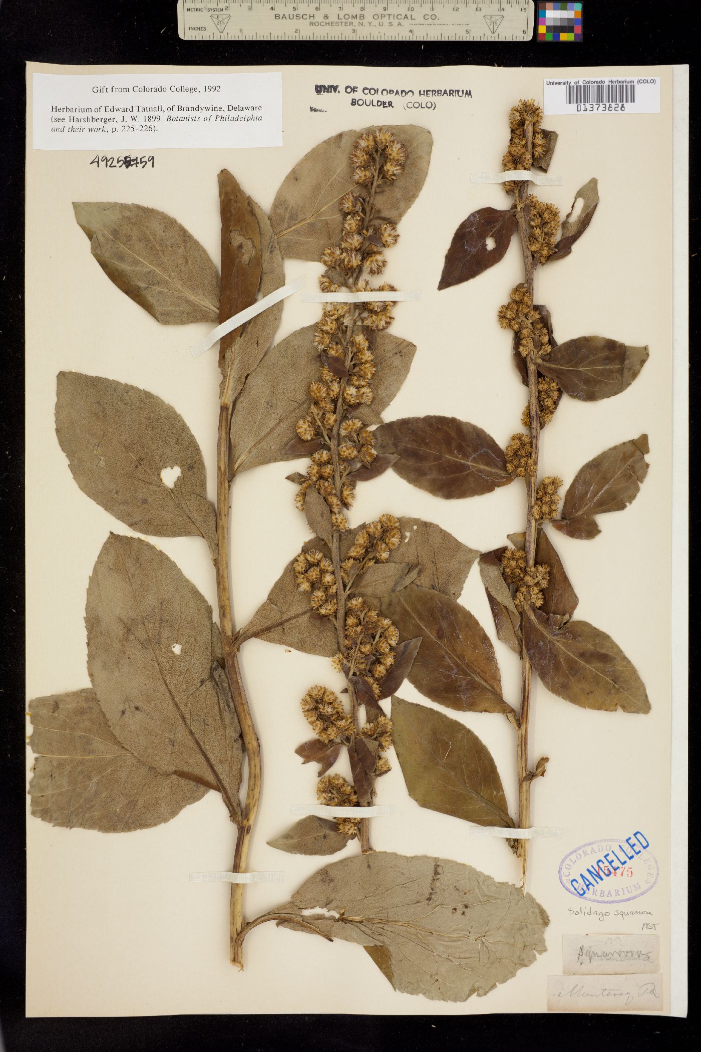 Solidago squarrosa image