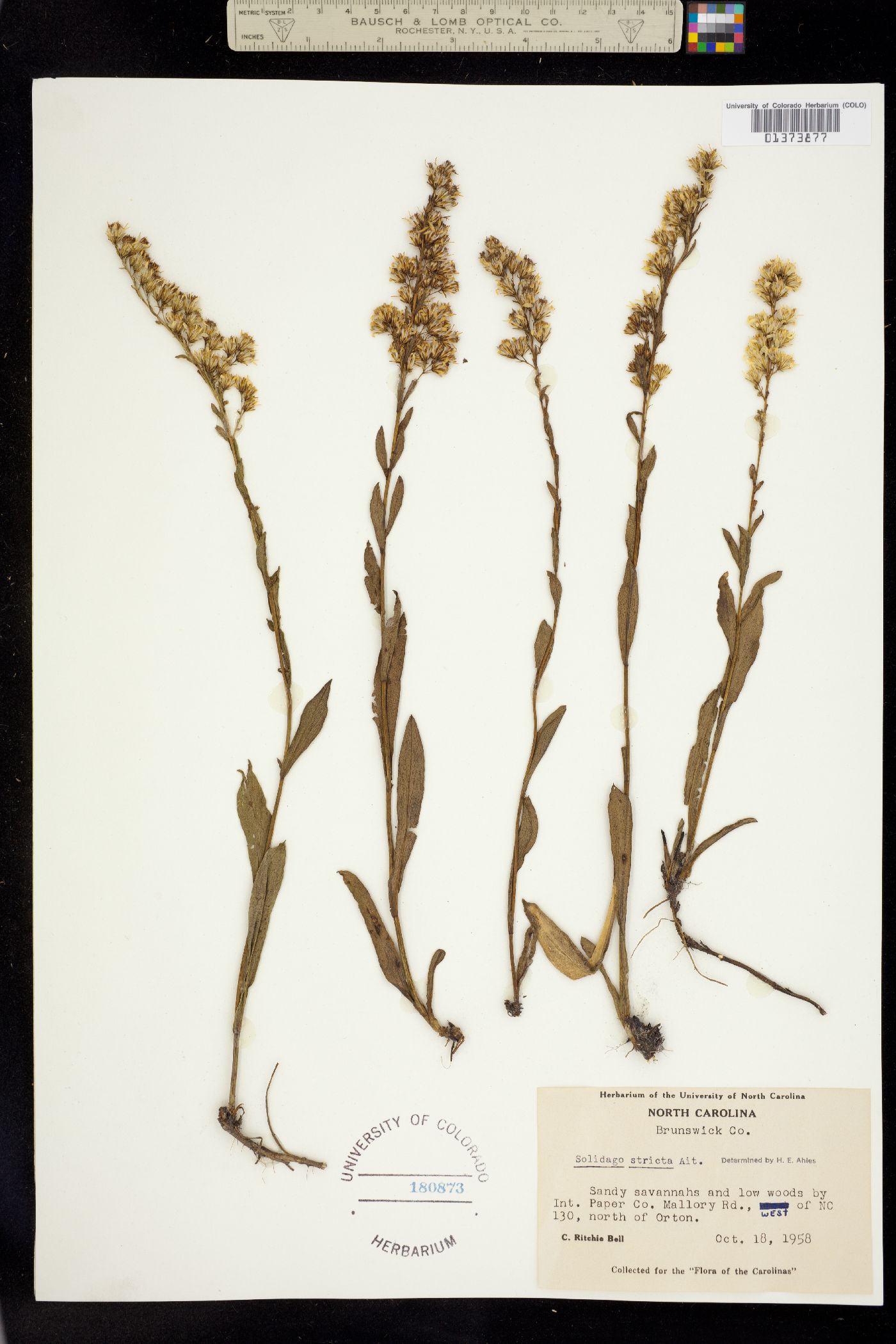Solidago stricta image