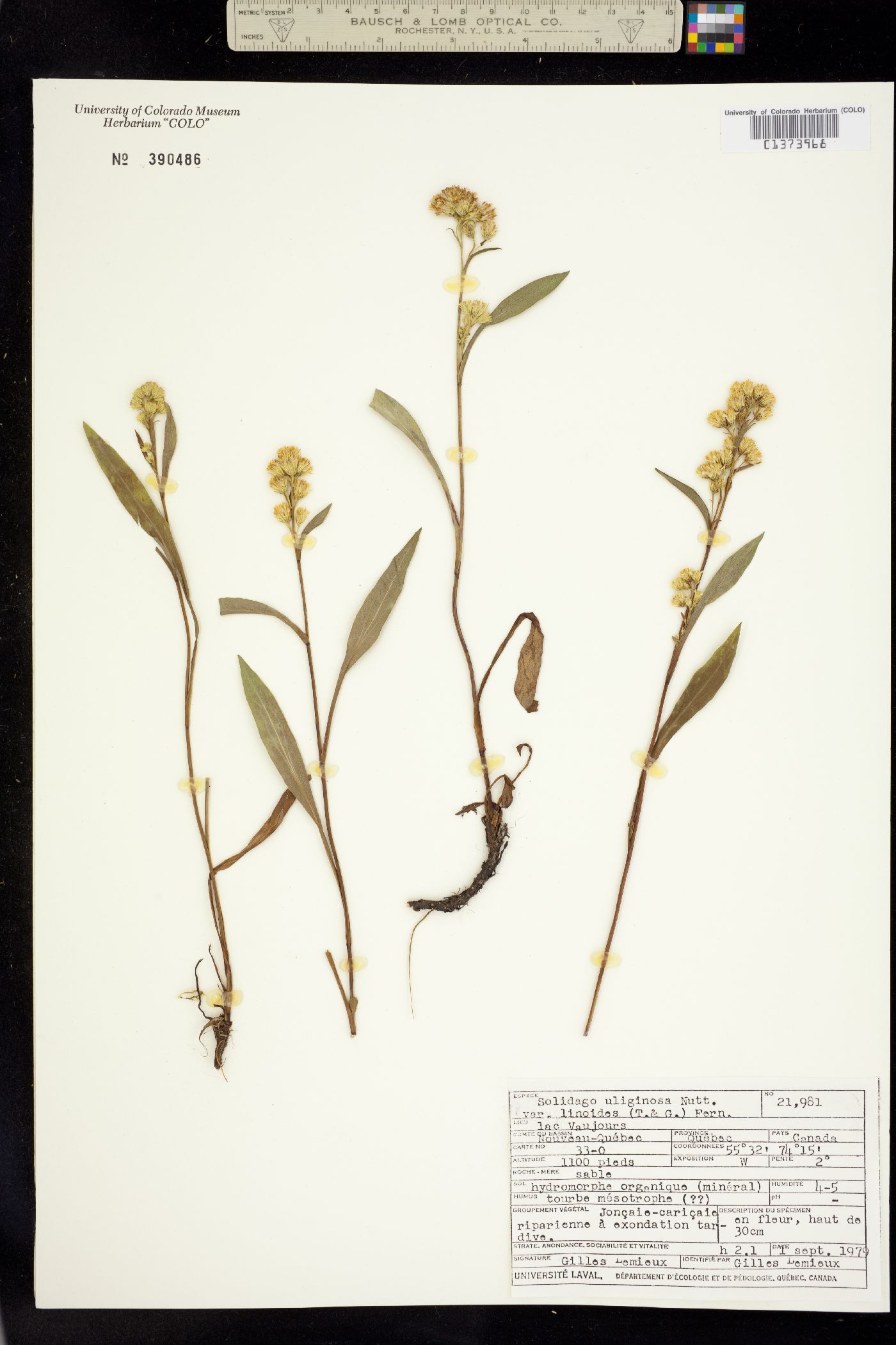 Solidago uliginosa image