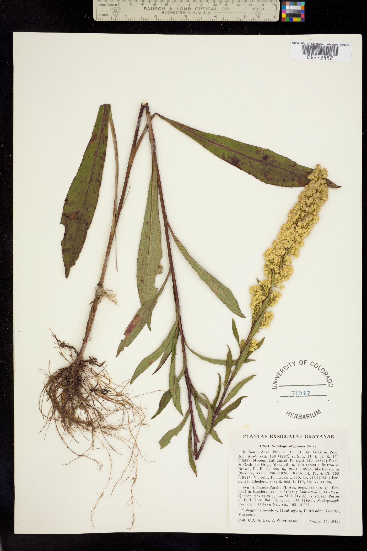 Solidago image