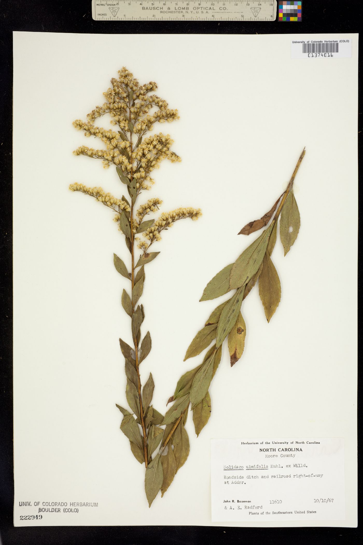 Solidago latissimifolia image