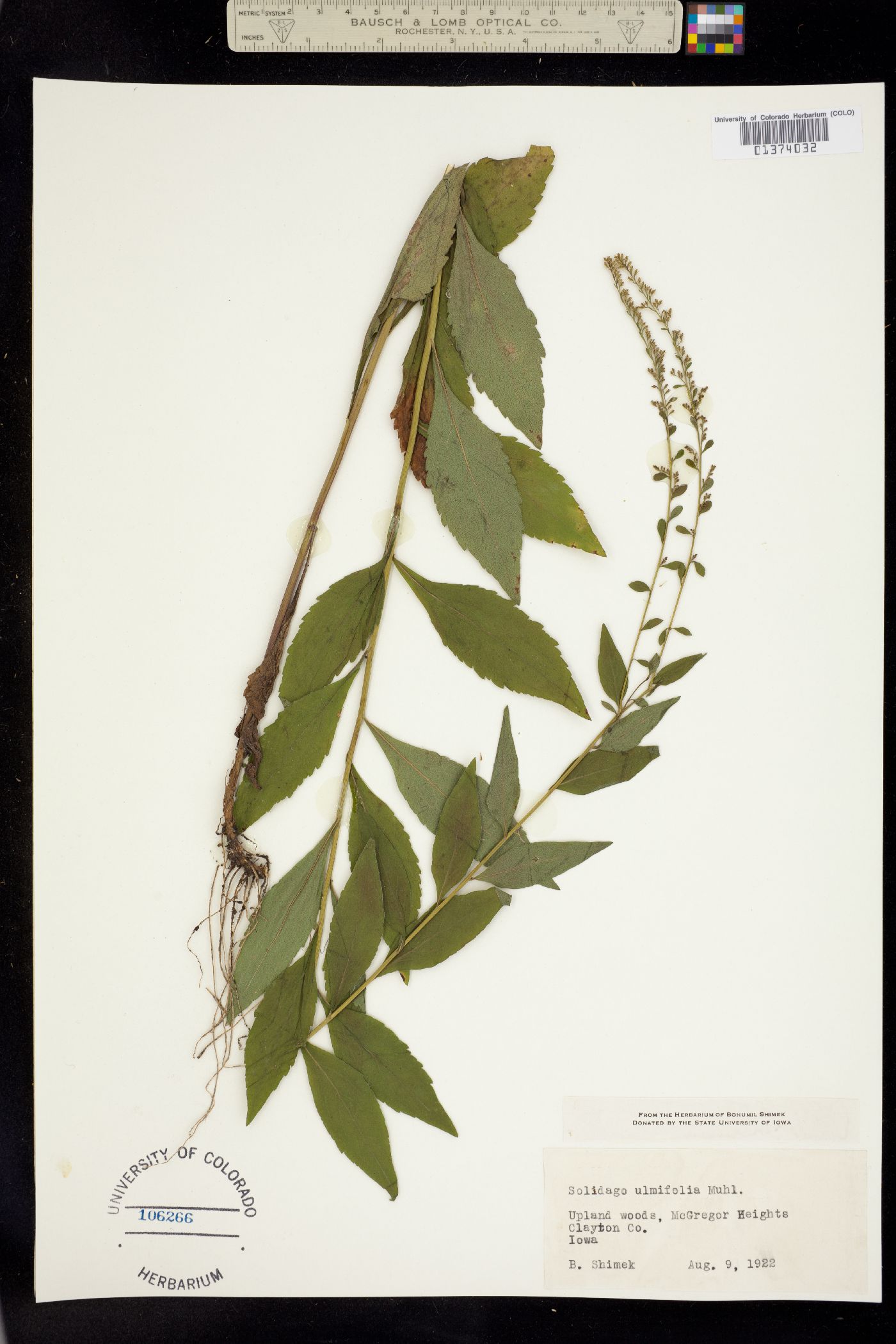 Solidago ulmifolia image