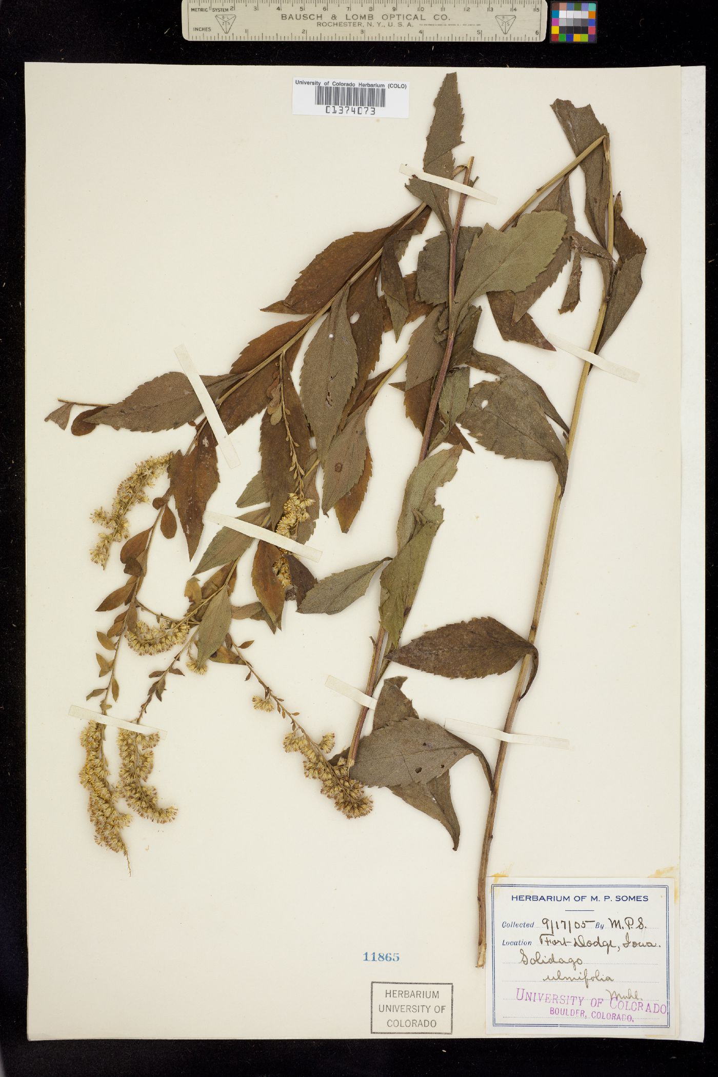 Solidago ulmifolia image