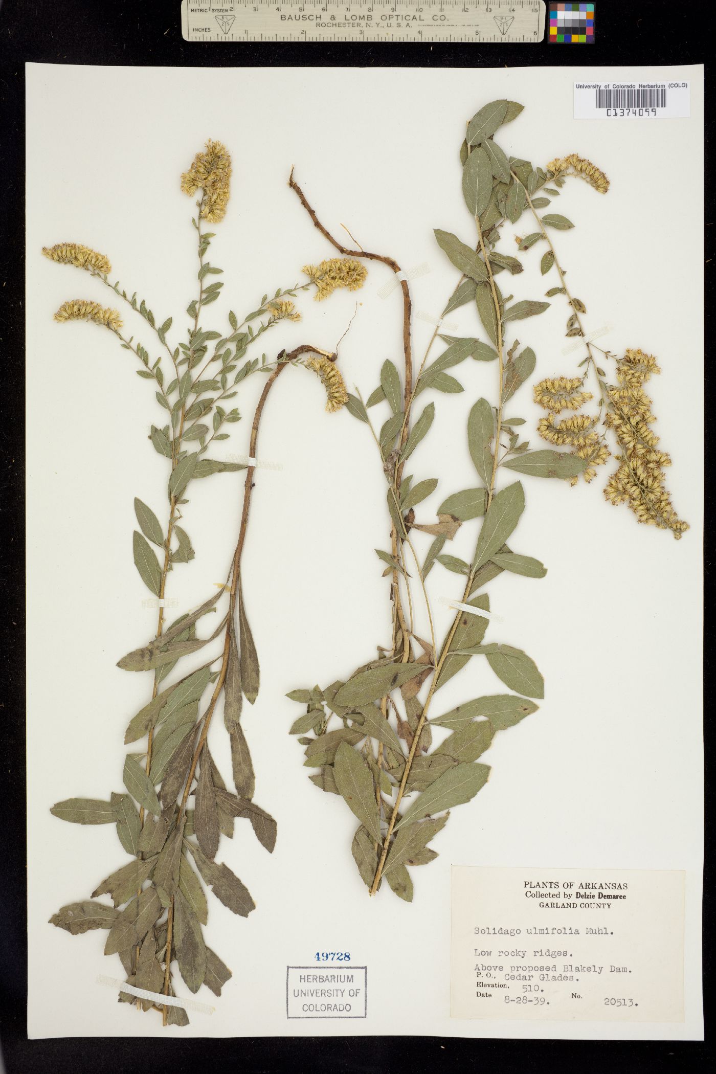 Solidago ulmifolia image