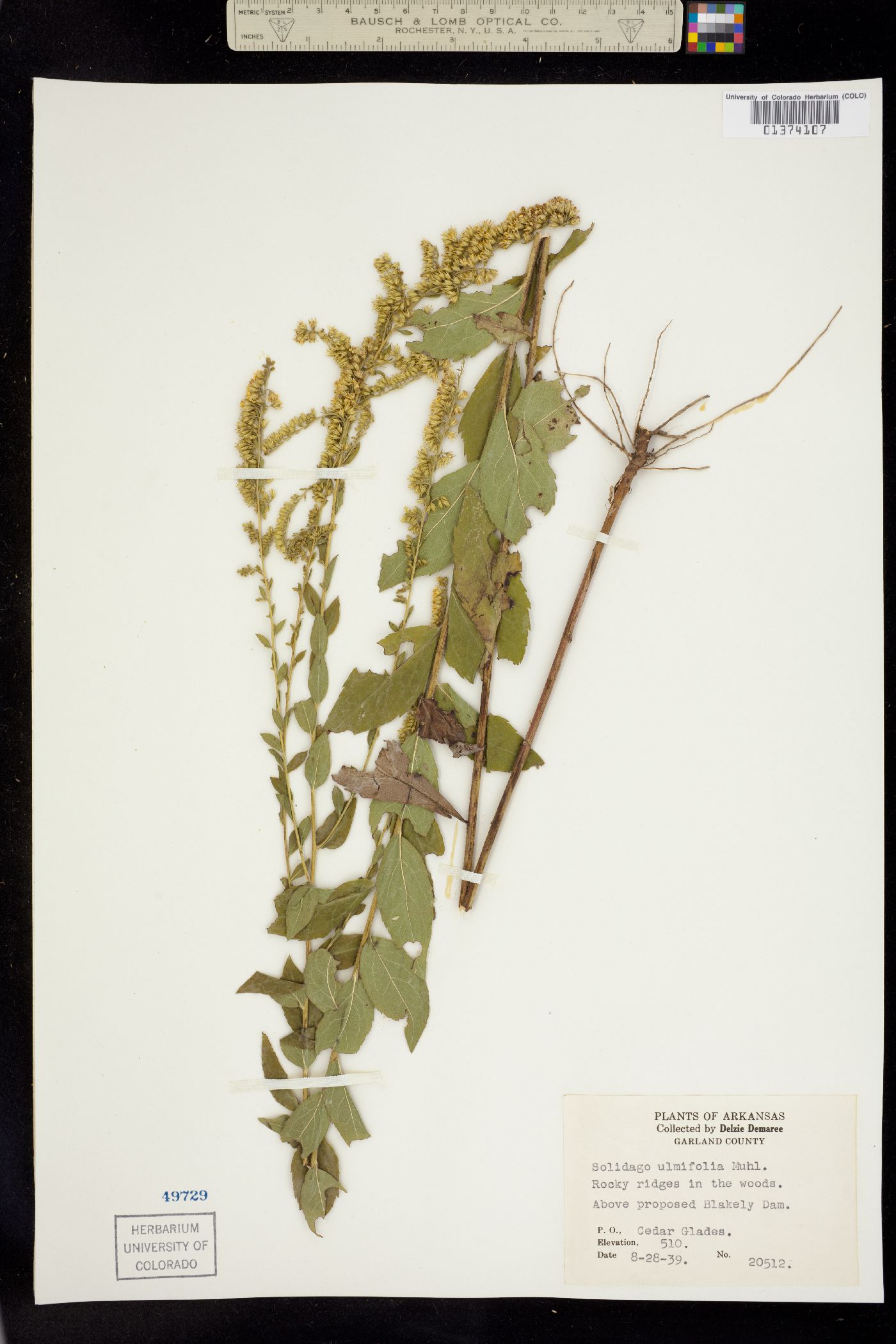 Solidago ulmifolia image