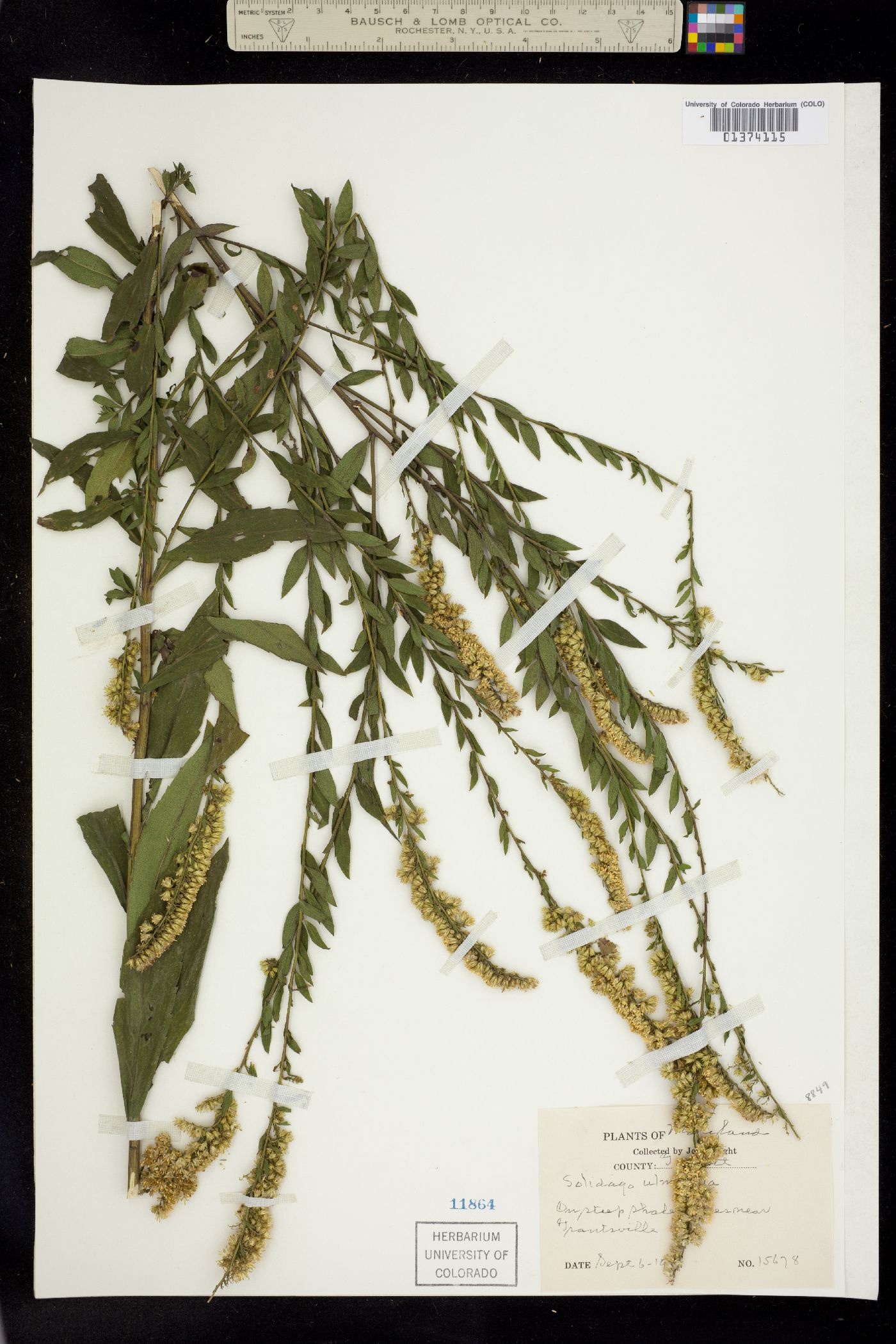 Solidago ulmifolia image