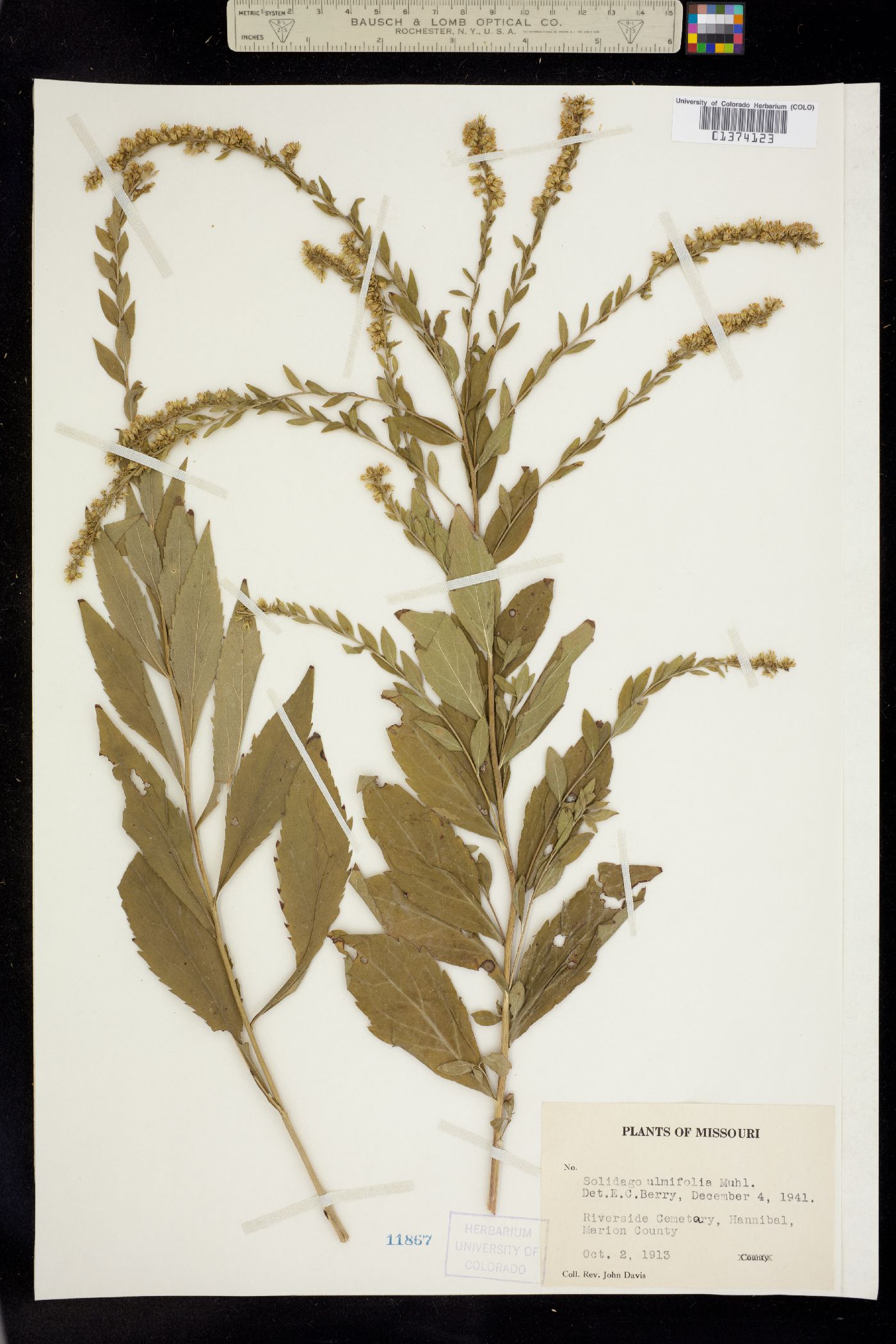 Solidago image