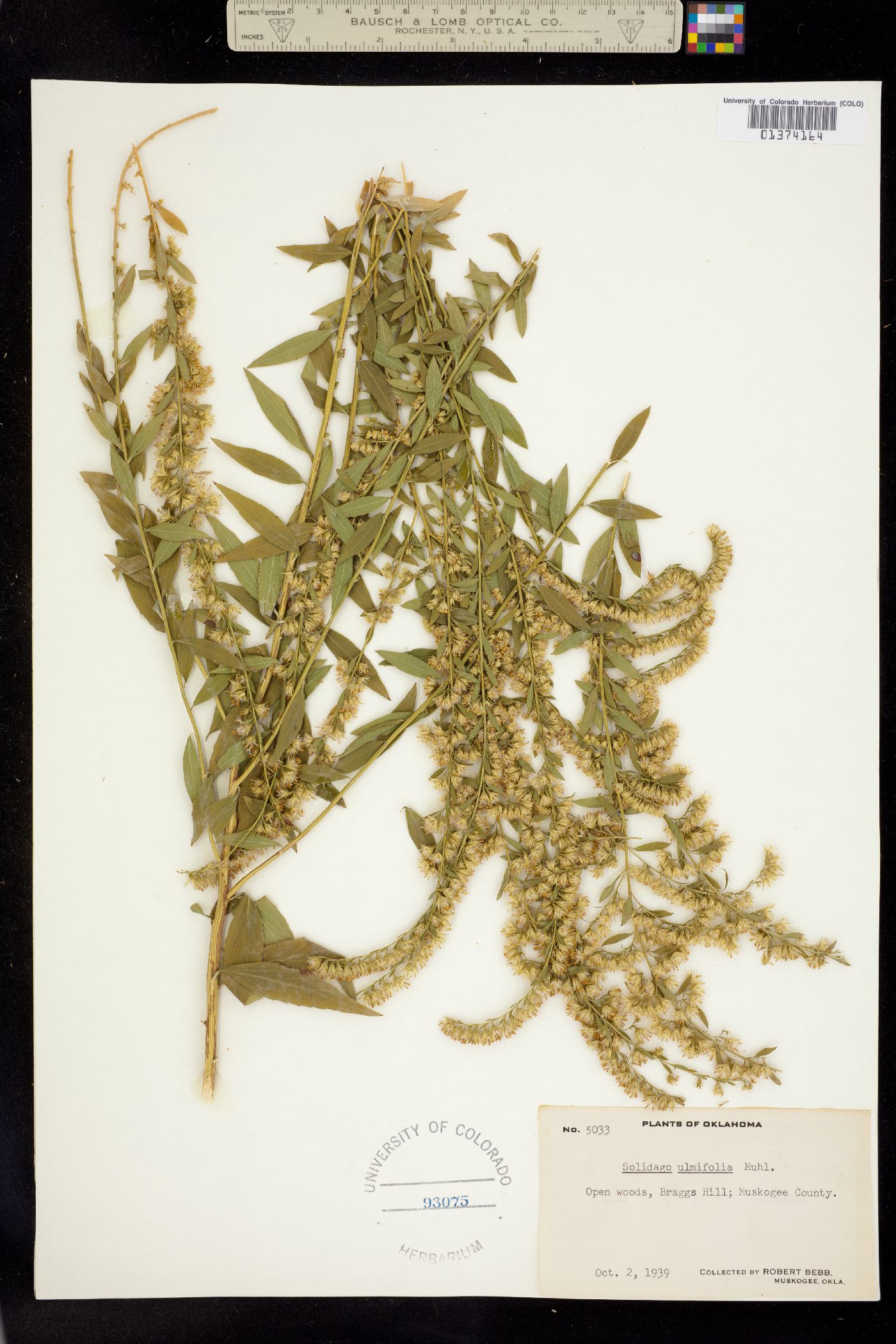 Solidago ulmifolia image