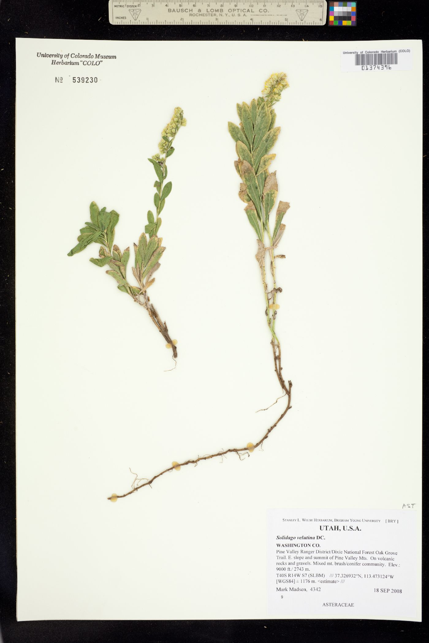 Solidago velutina image