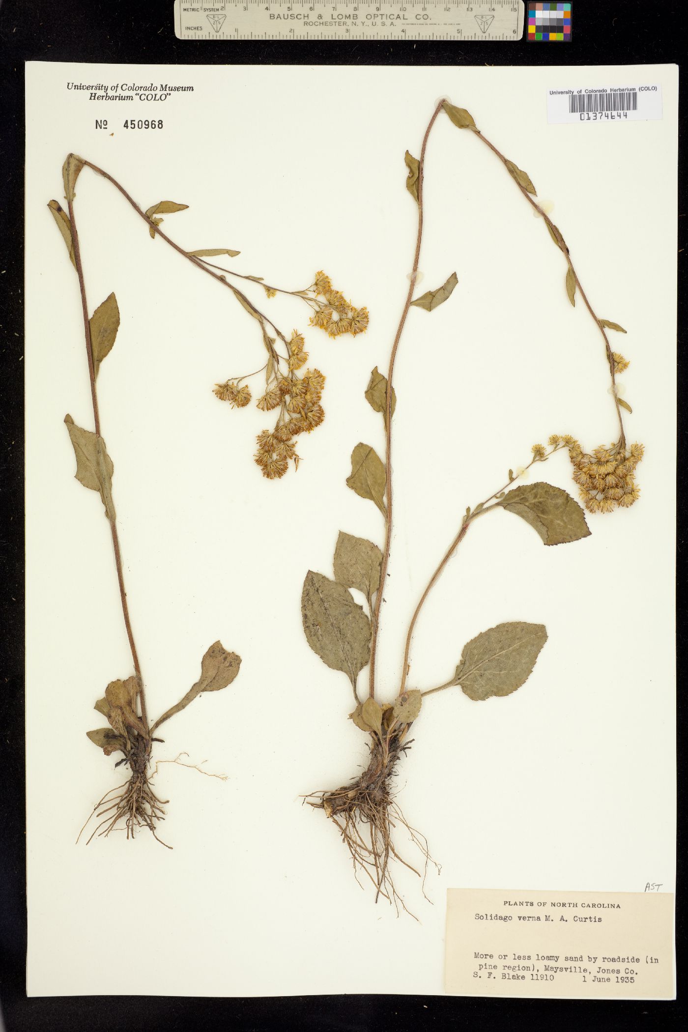 Solidago verna image