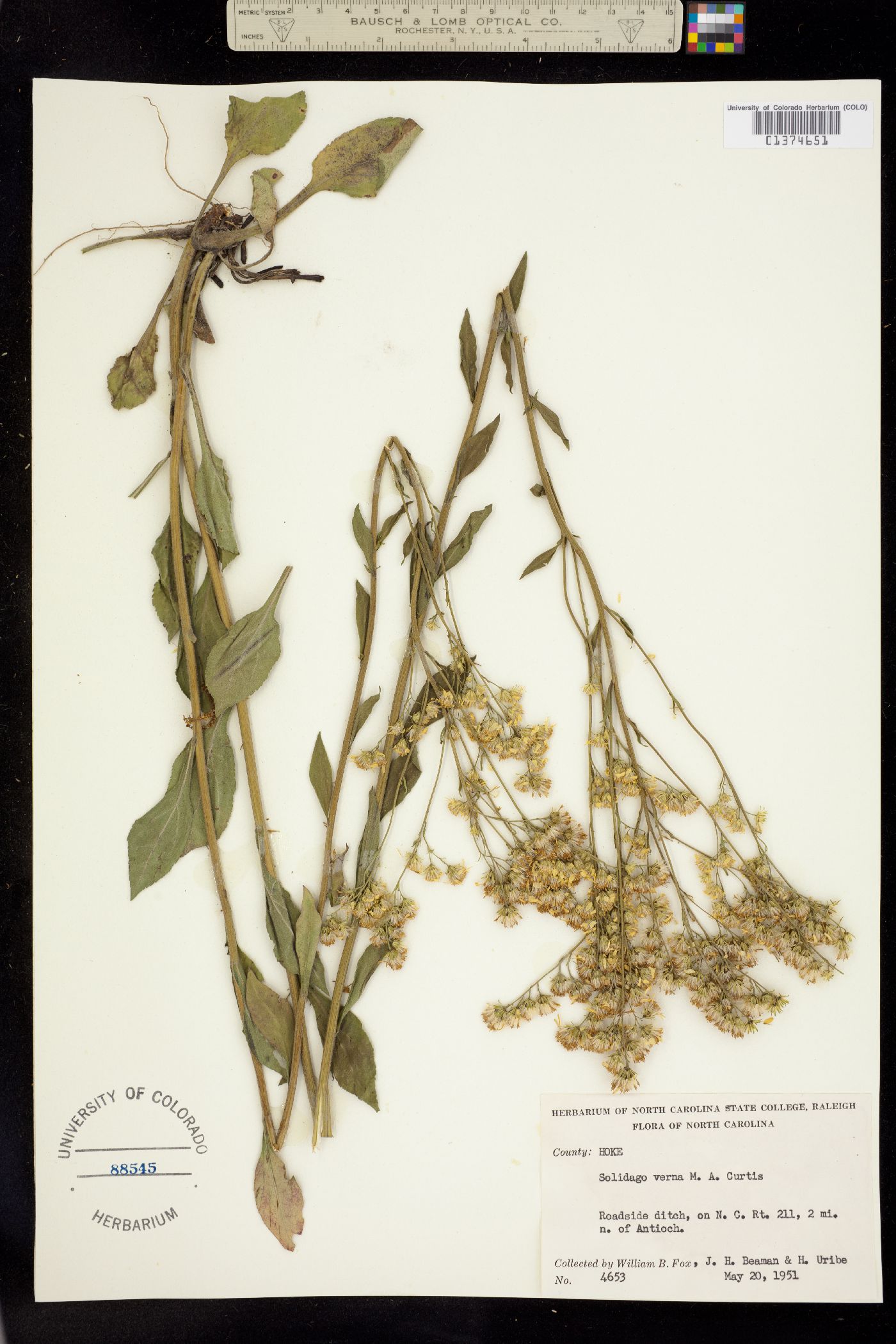 Solidago verna image