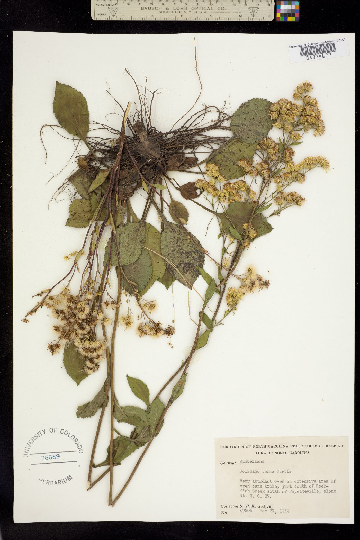 Solidago verna image