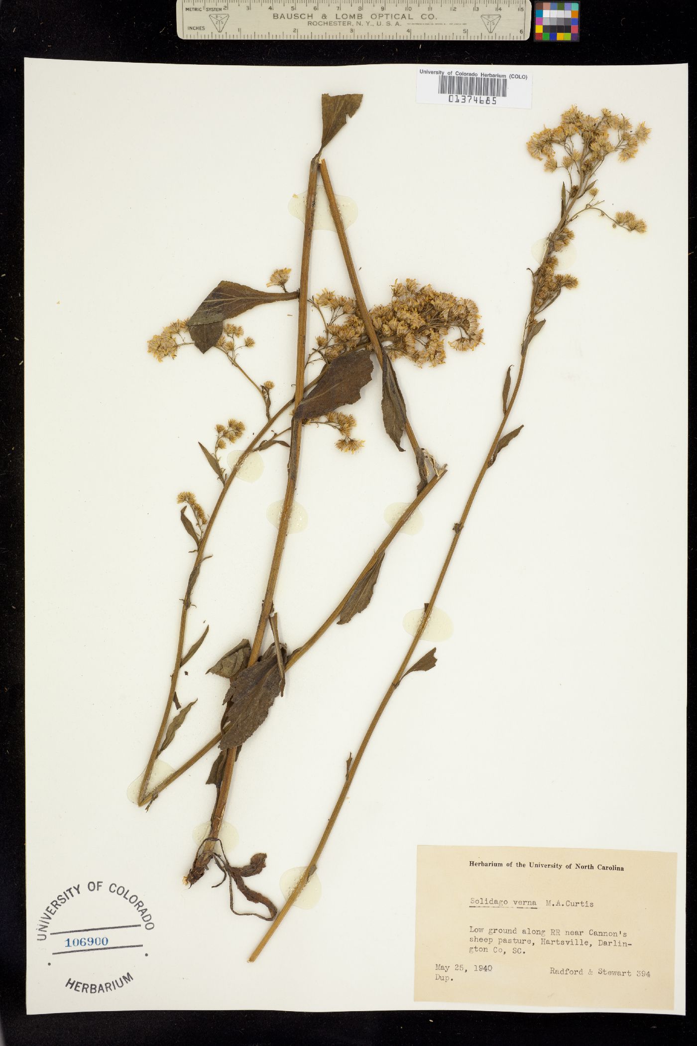 Solidago verna image