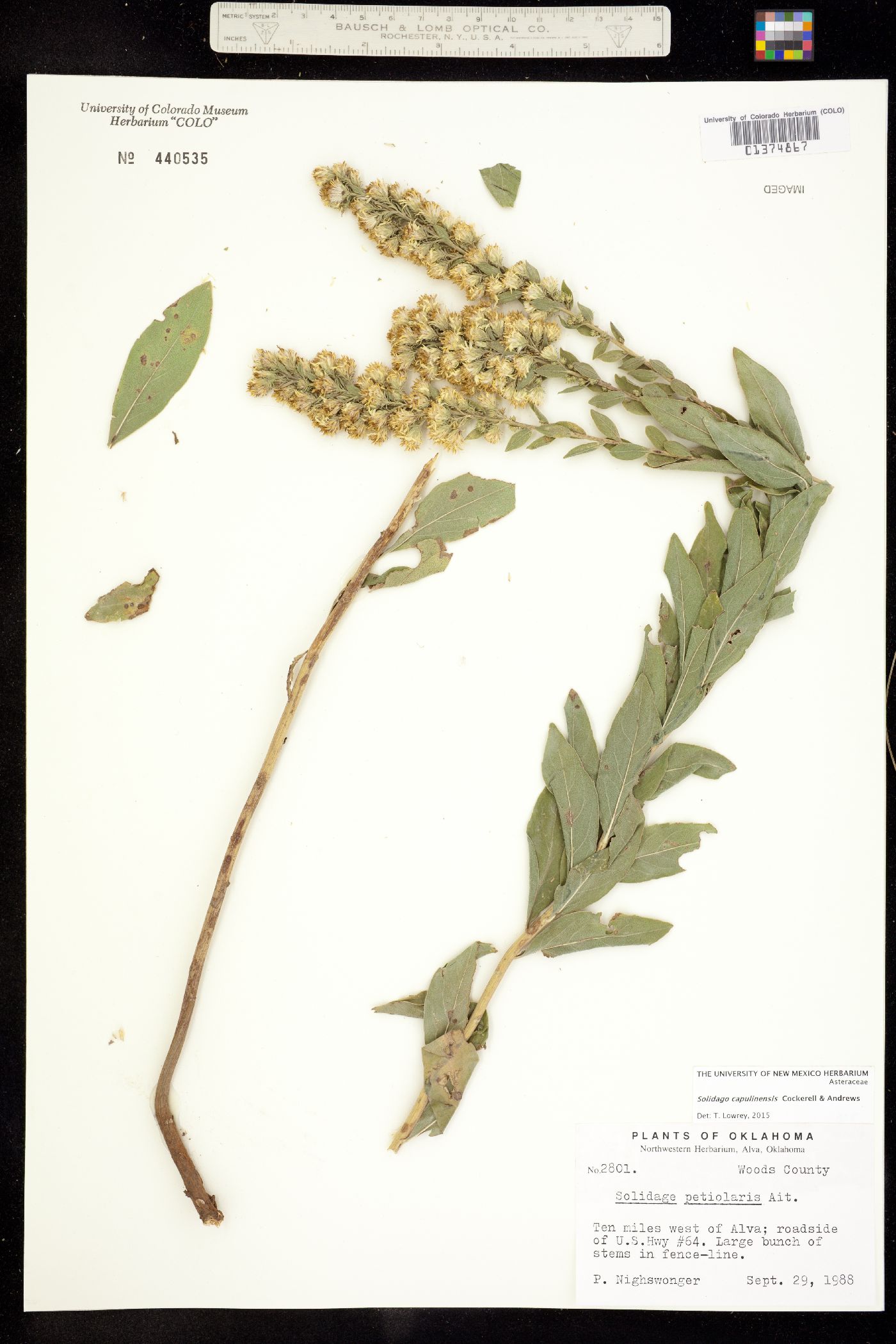 Solidago capulinensis image