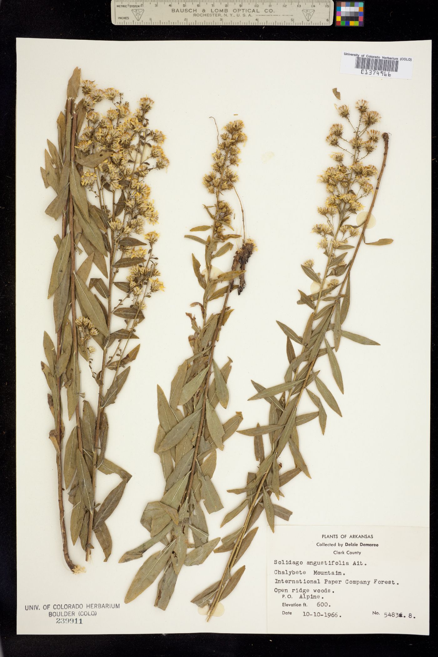 Solidago angustifolia image