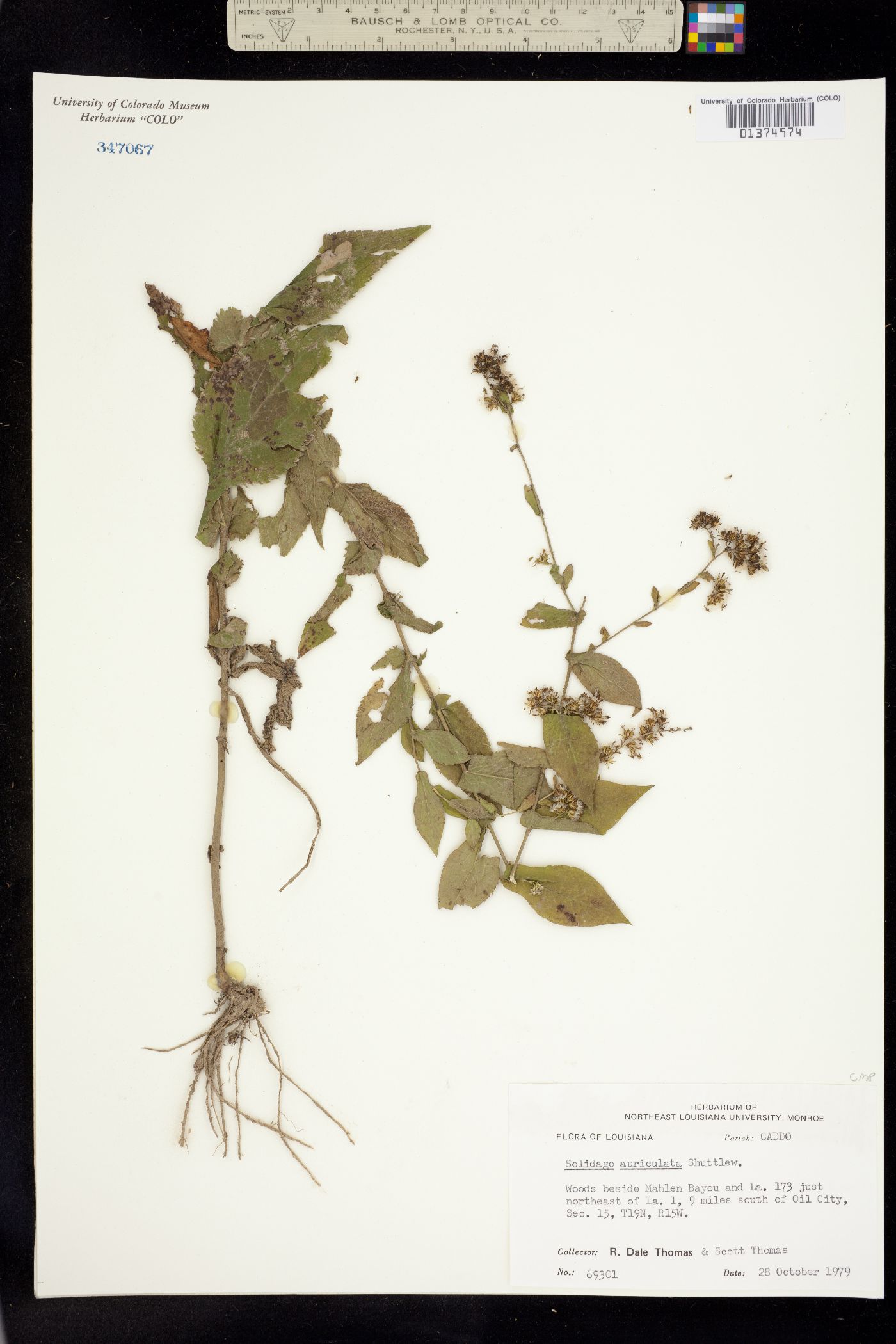 Solidago auriculata image