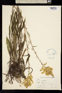Image of Solidago pinetorum