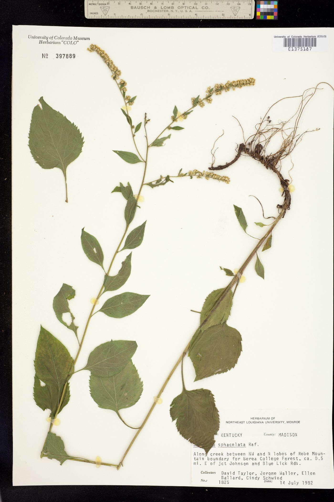 Solidago sphacelata image