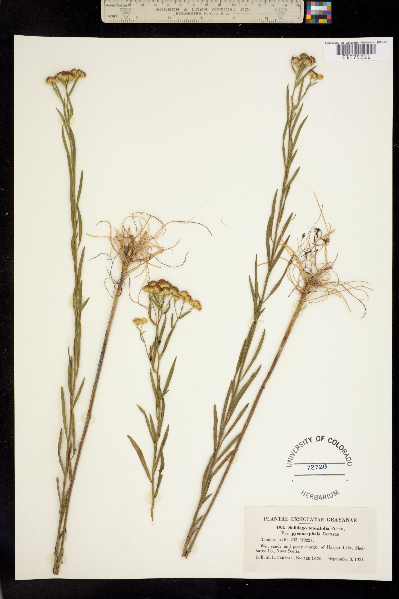 Euthamia graminifolia image