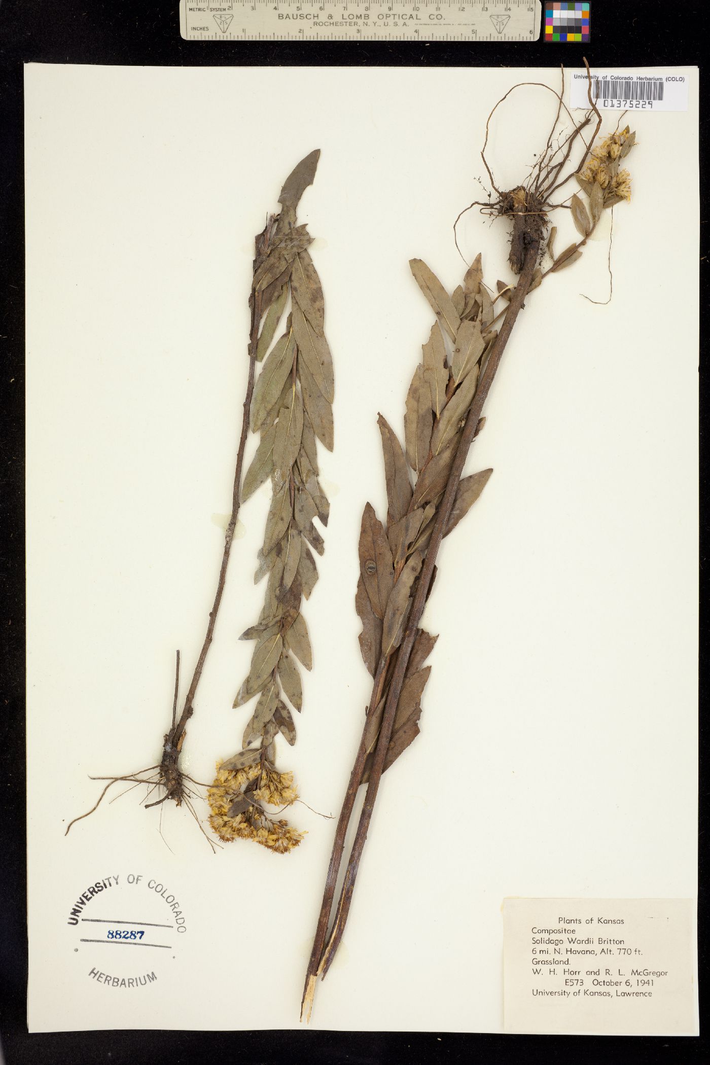 Solidago petiolaris image