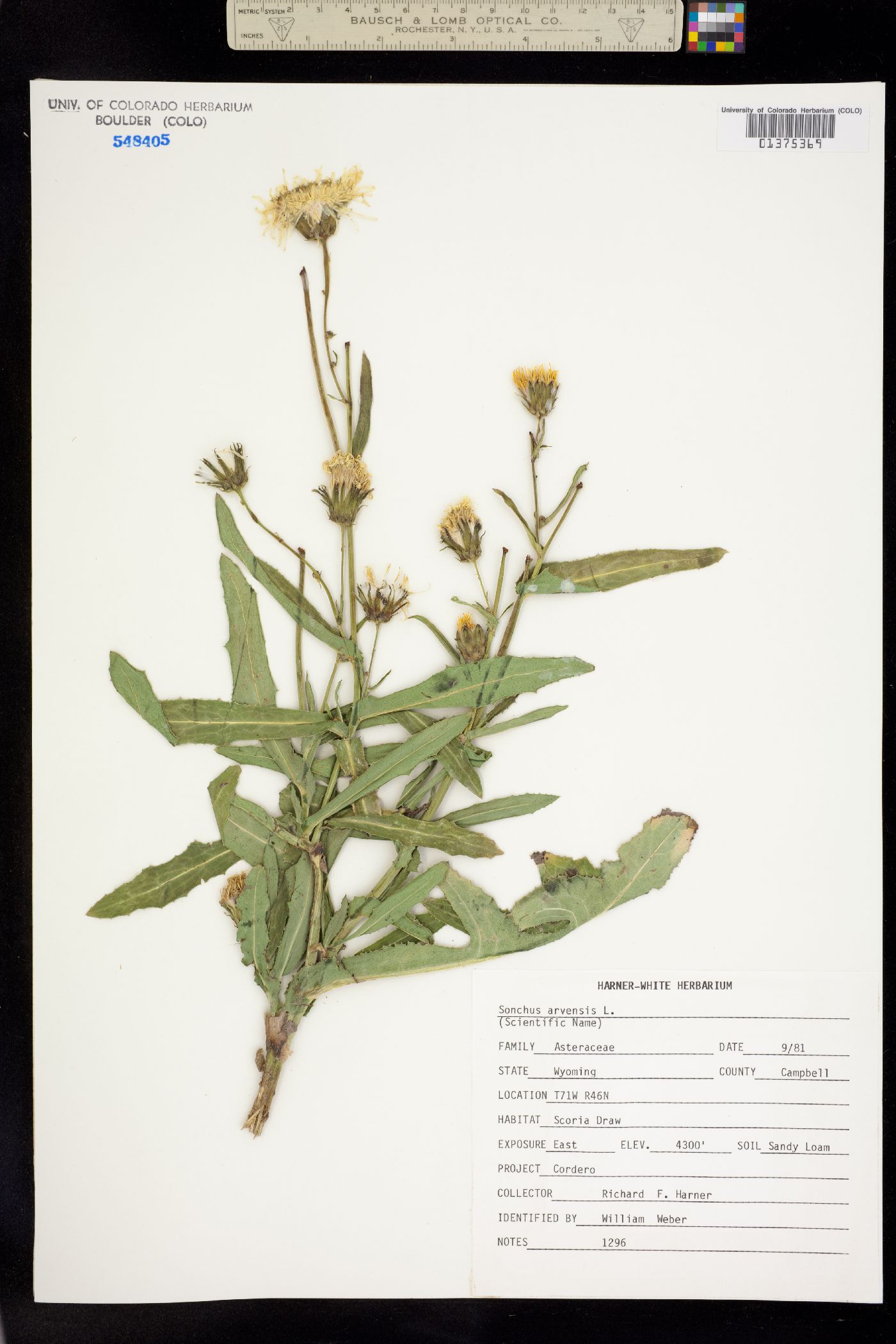 Sonchus image