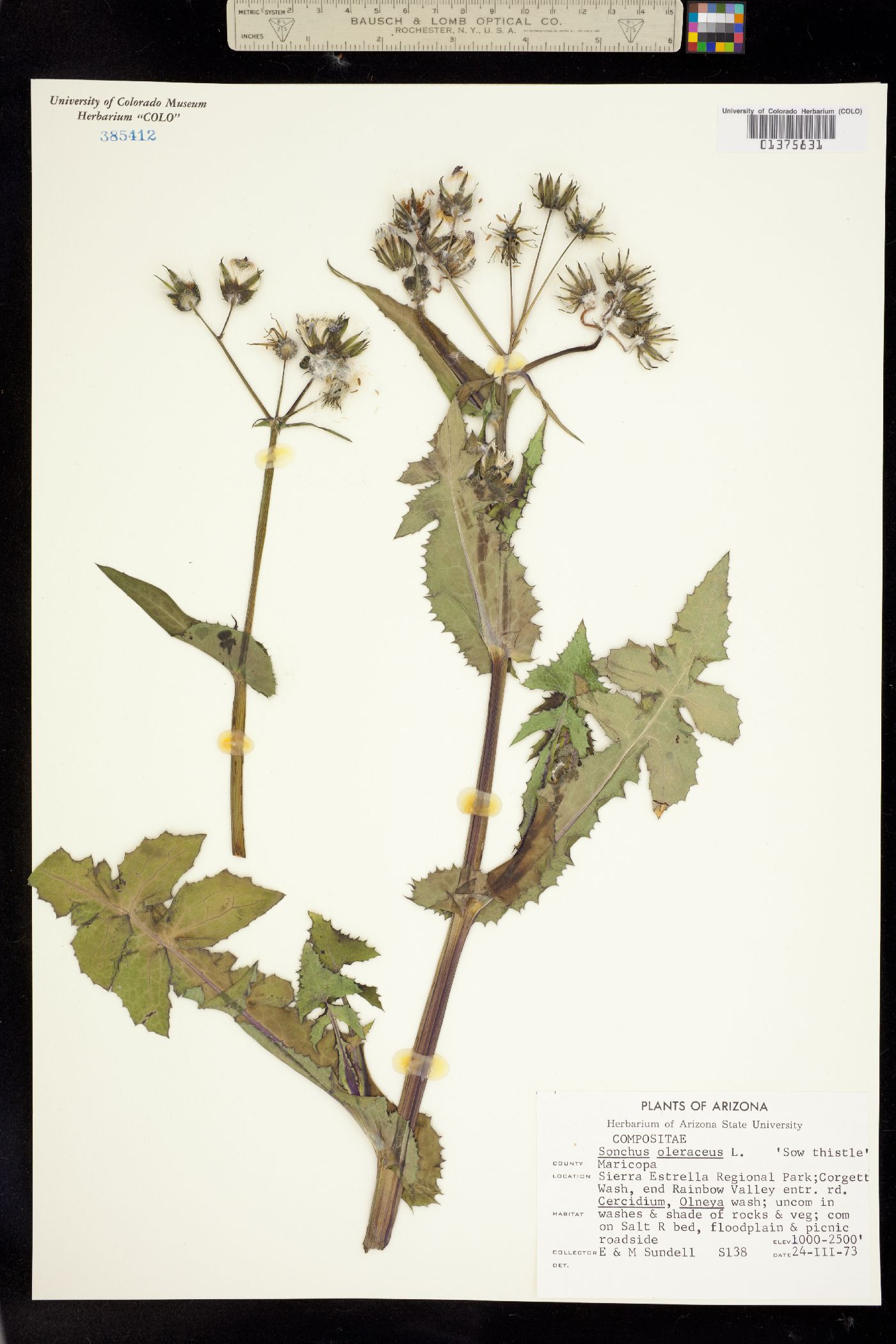 Sonchus oleraceus image