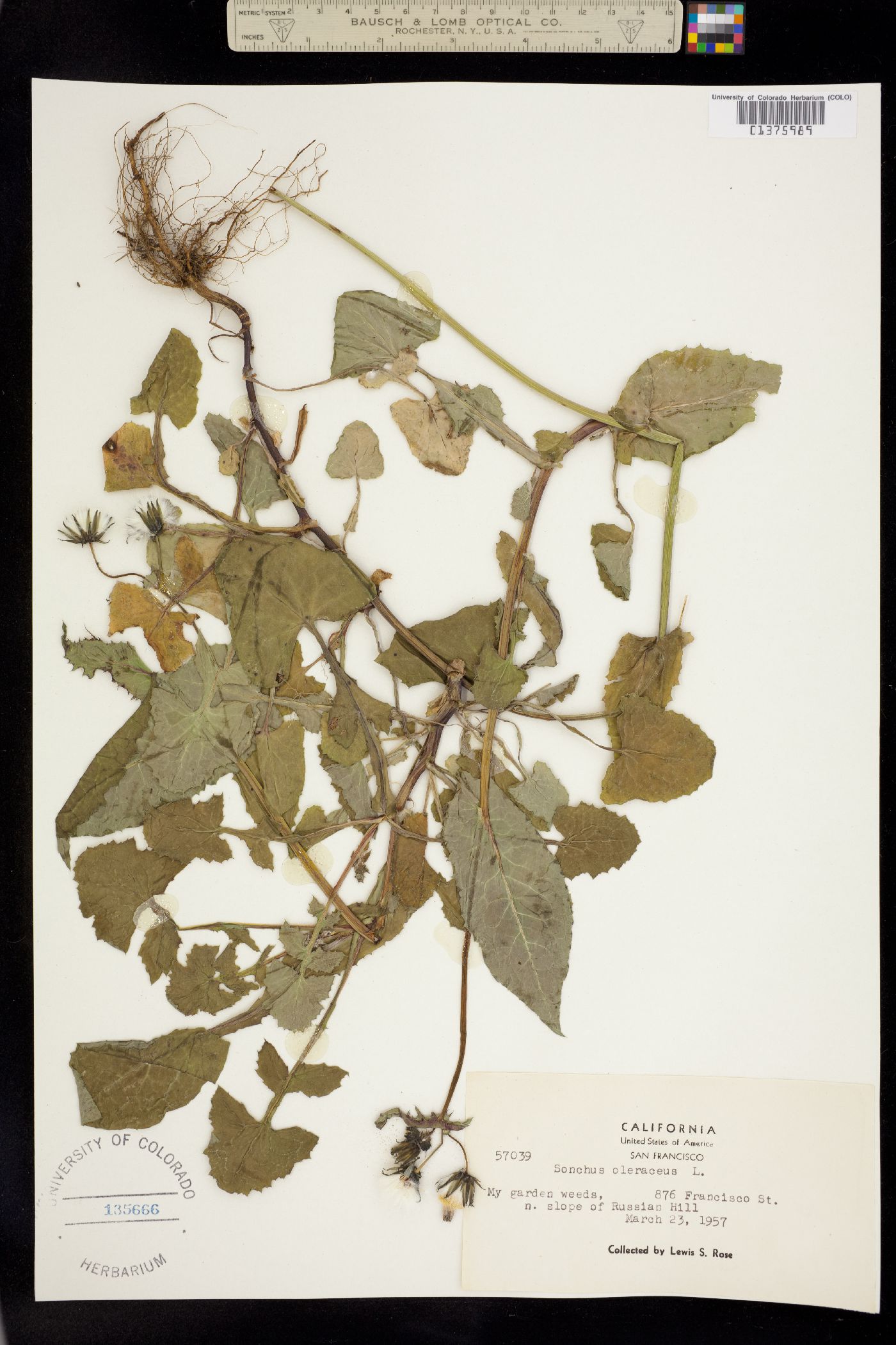 Sonchus oleraceus image