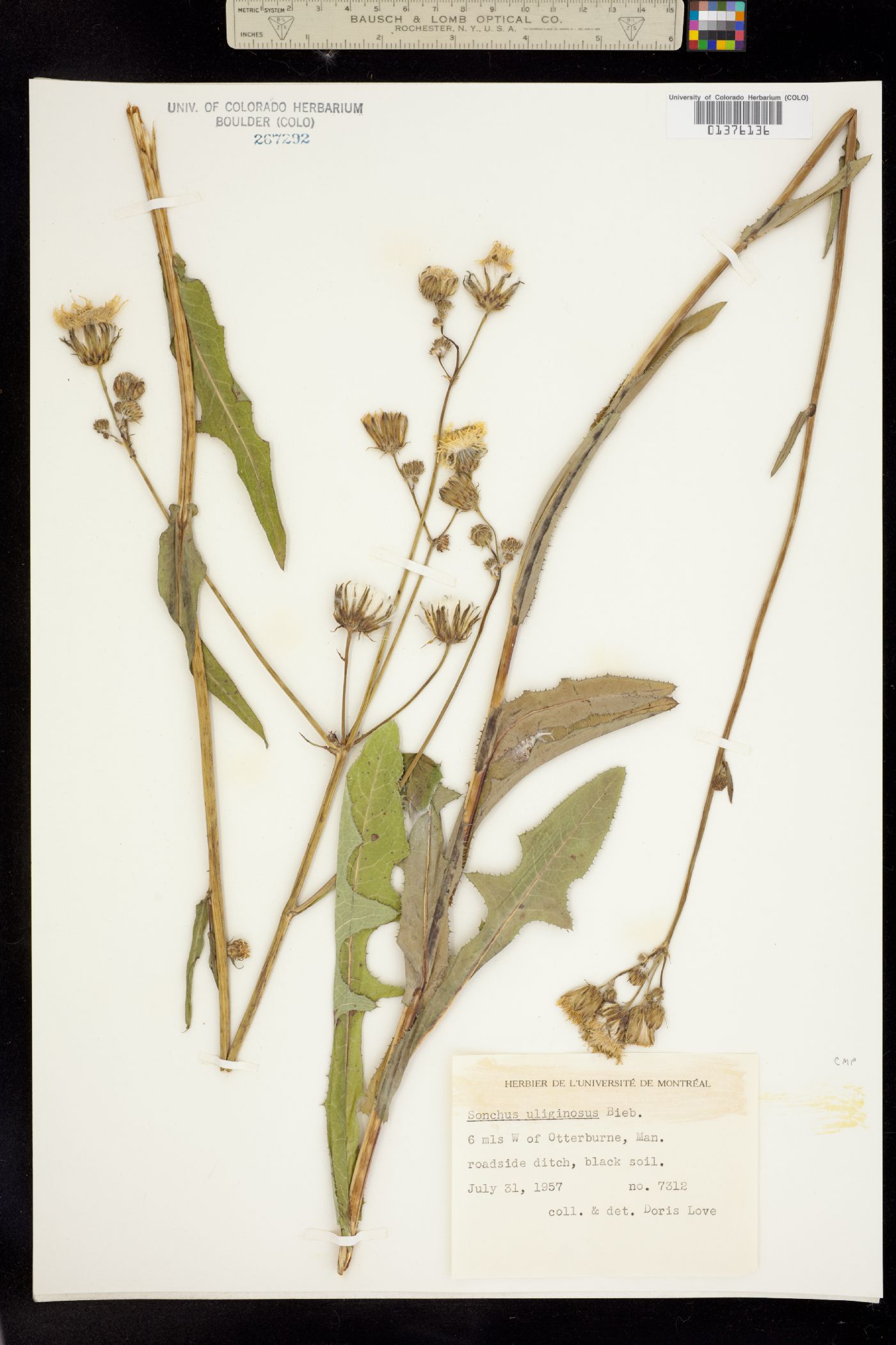 Sonchus arvensis ssp. uliginosus image