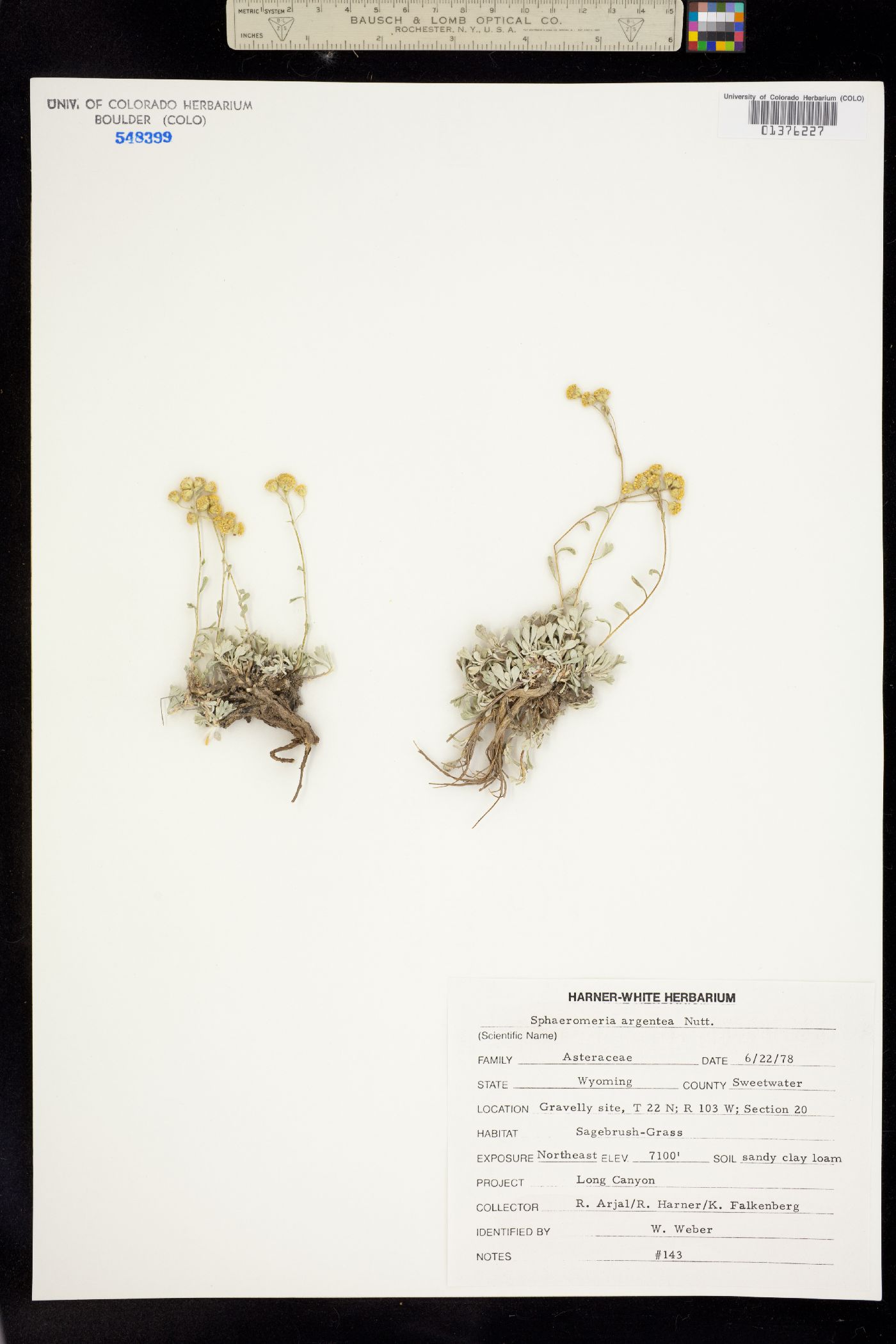 Sphaeromeria argentea image