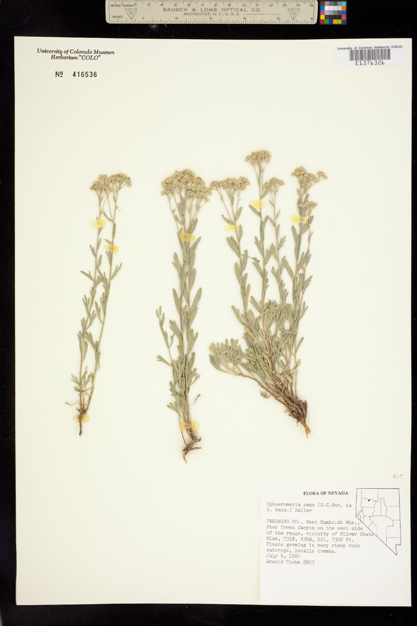 Sphaeromeria cana image