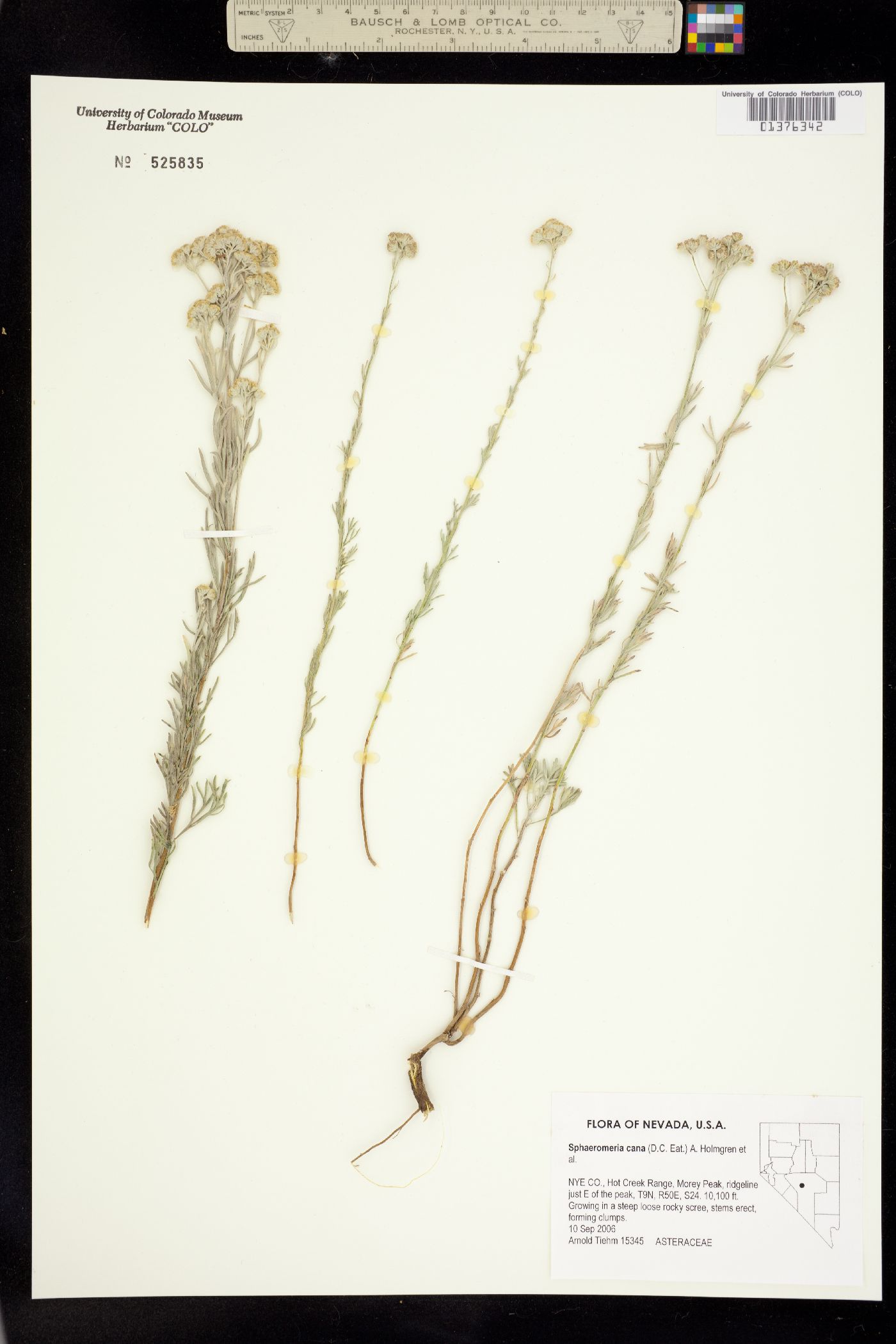 Sphaeromeria cana image