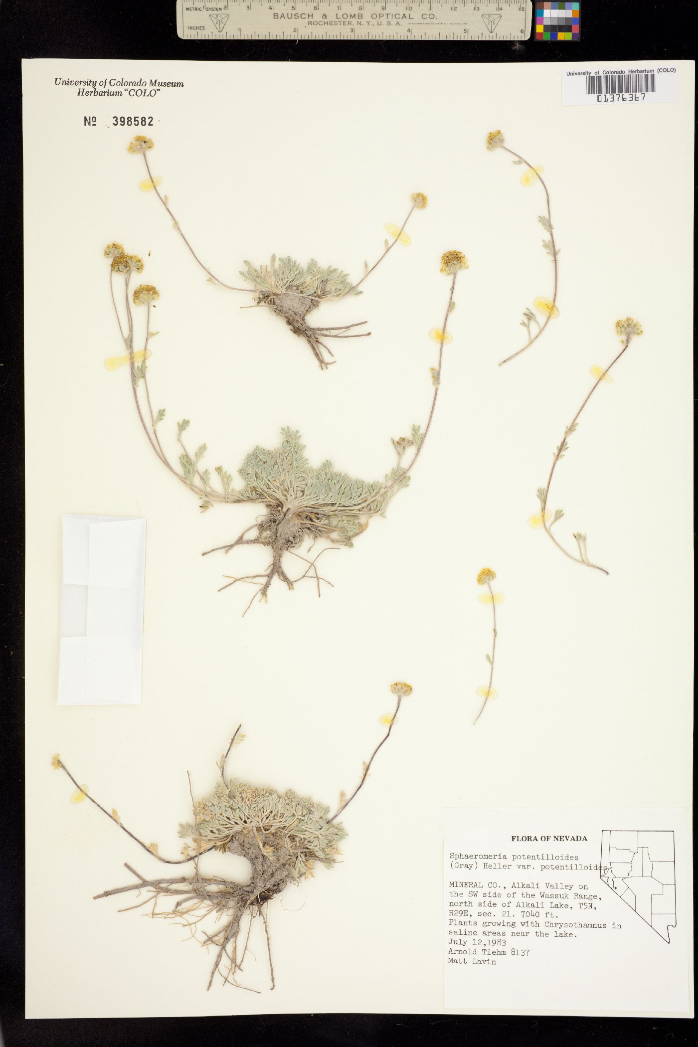 Sphaeromeria potentilloides image