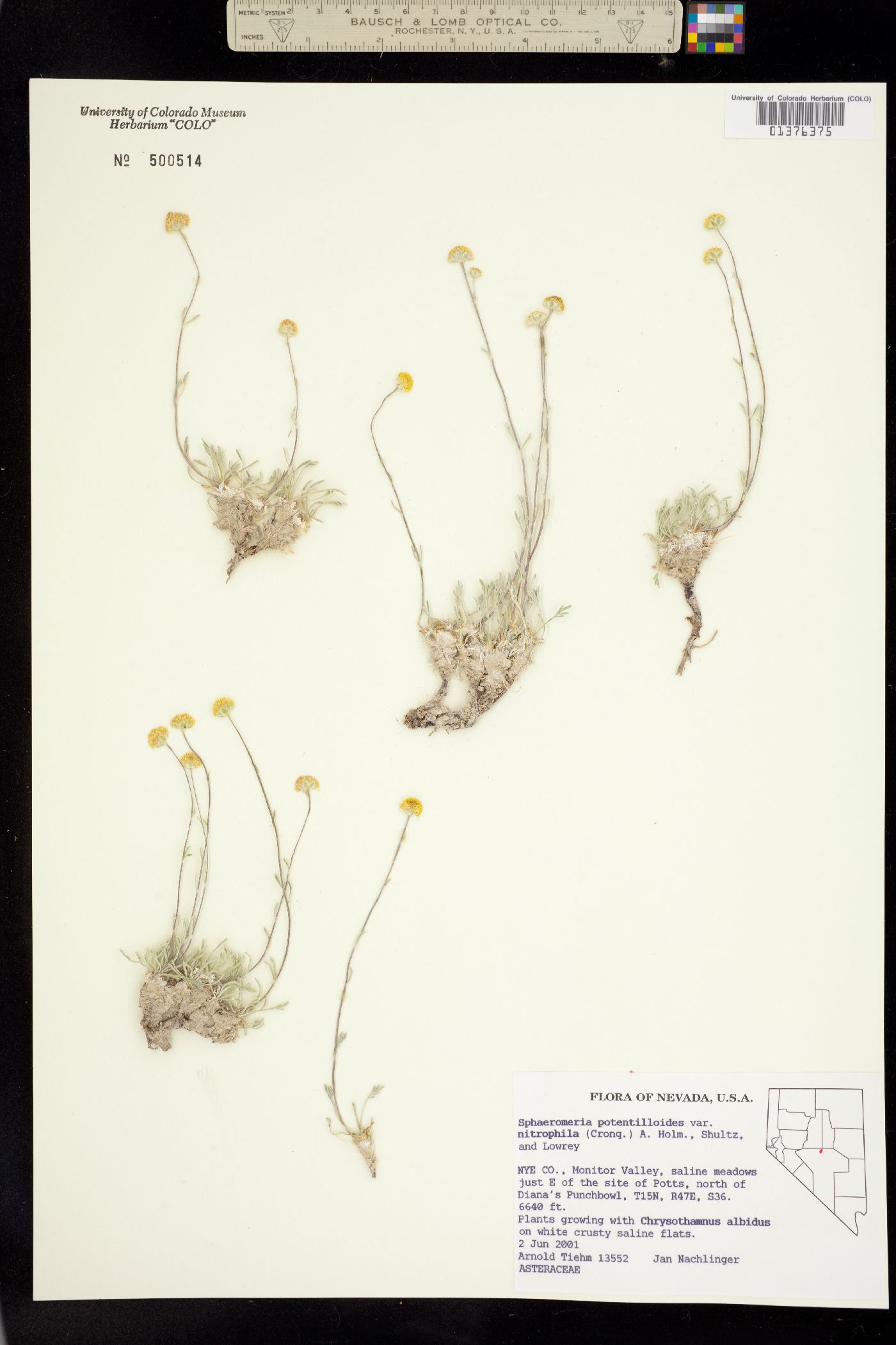 Sphaeromeria potentilloides image