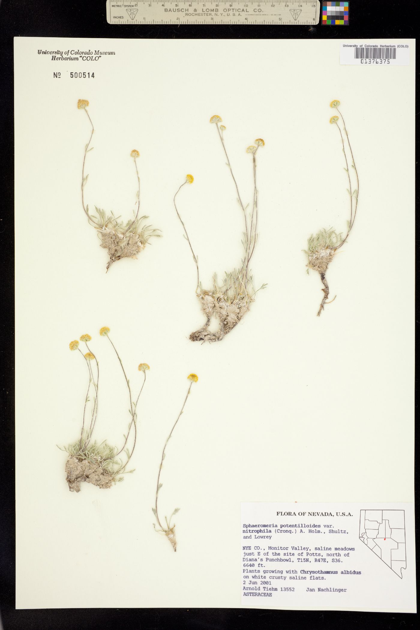 Sphaeromeria image