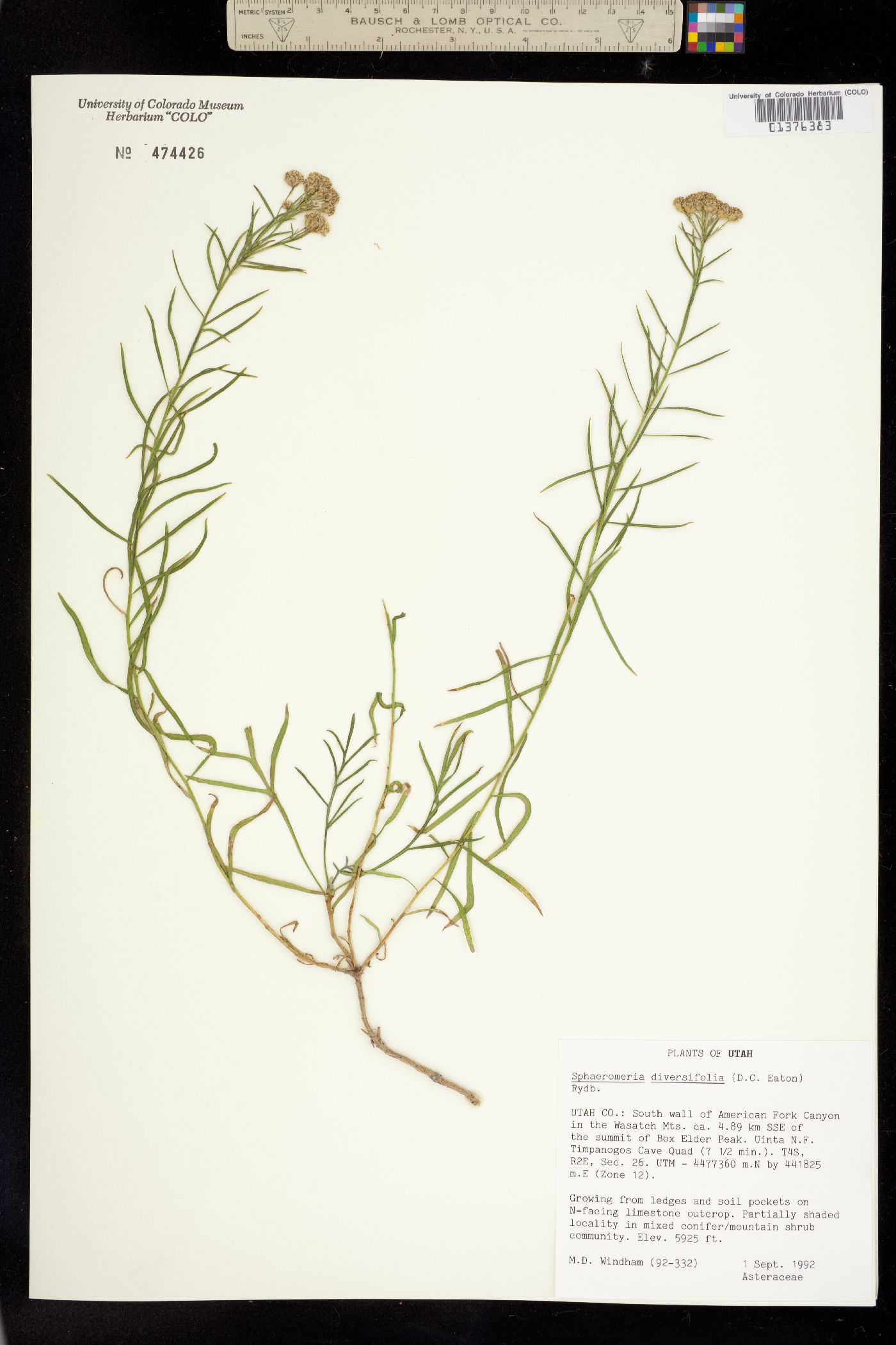 Sphaeromeria diversifolia image