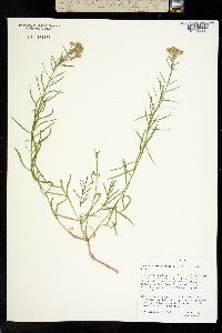 Sphaeromeria diversifolia image