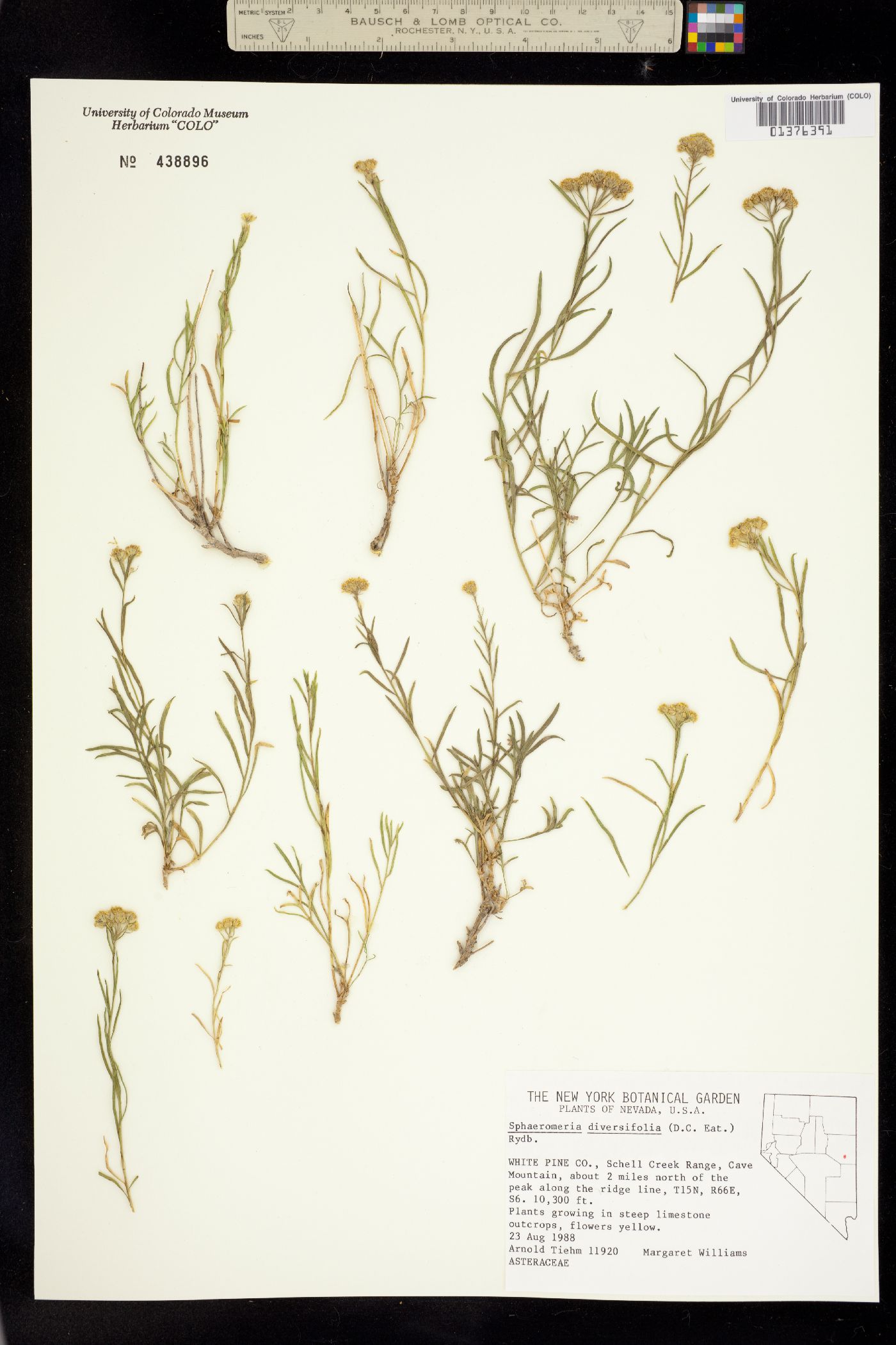 Sphaeromeria diversifolia image