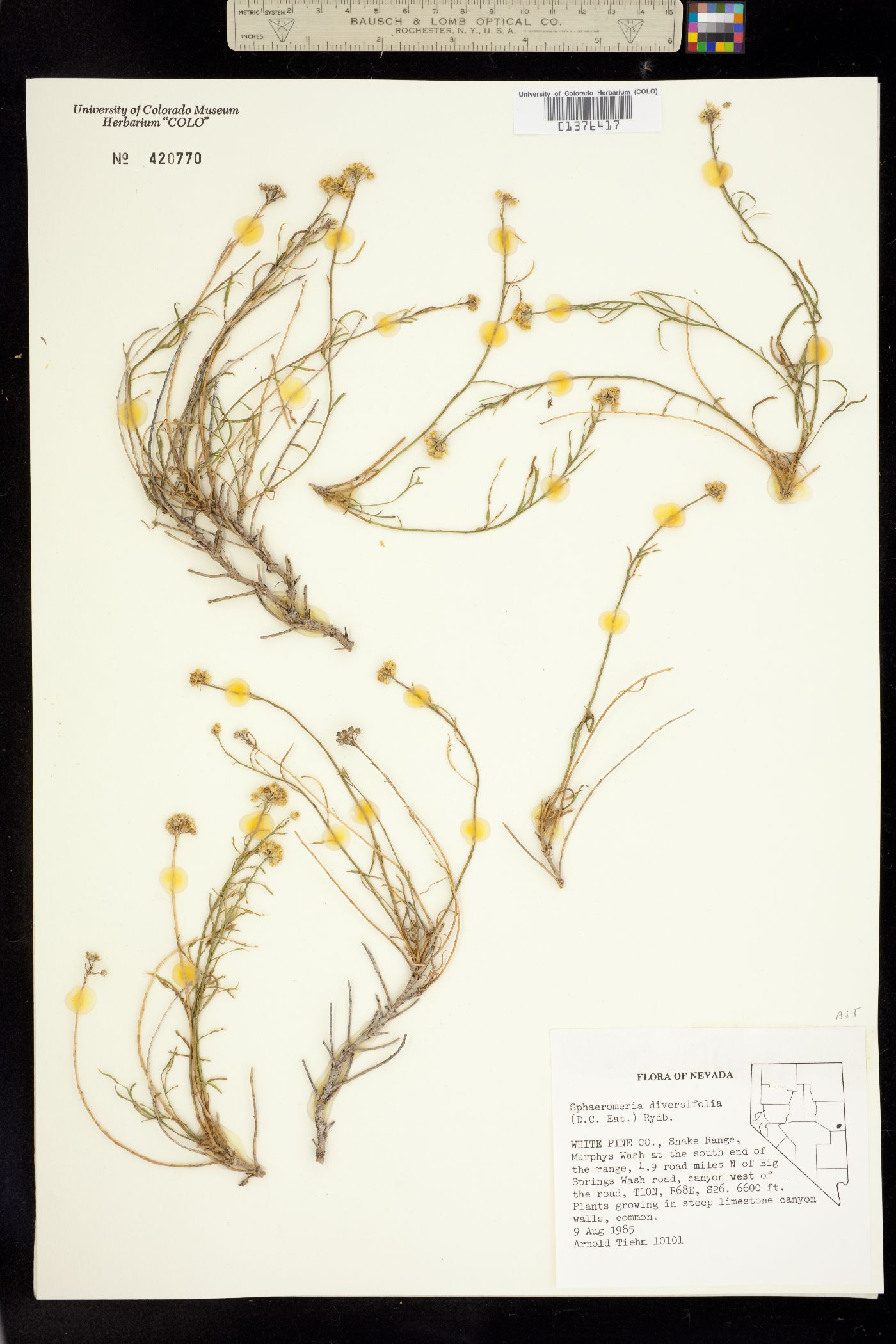 Sphaeromeria diversifolia image