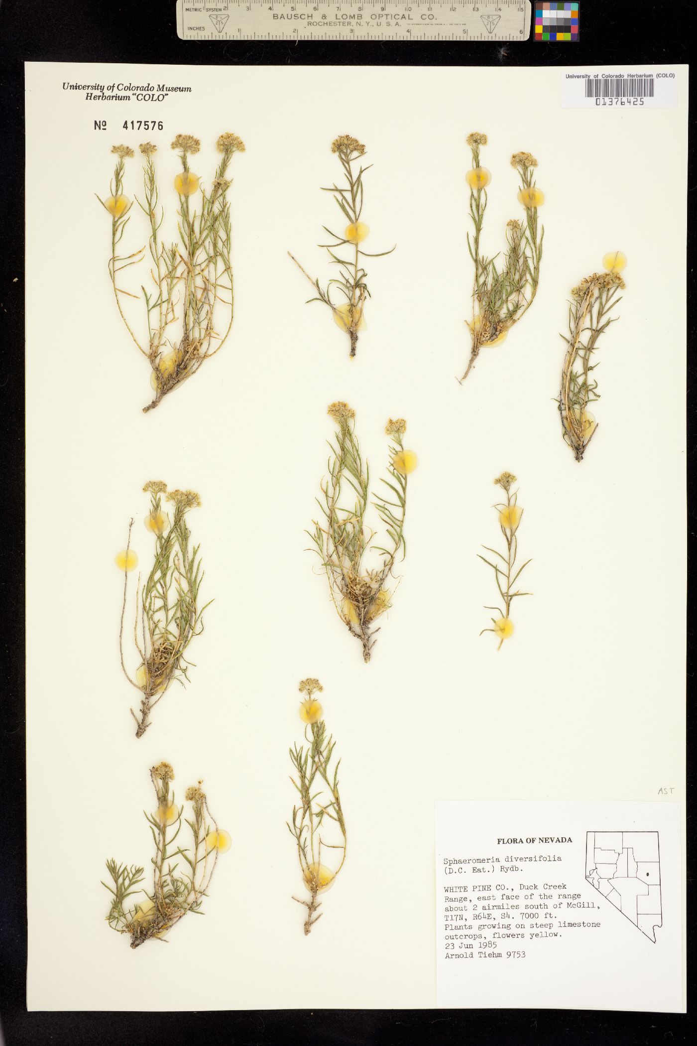 Sphaeromeria image