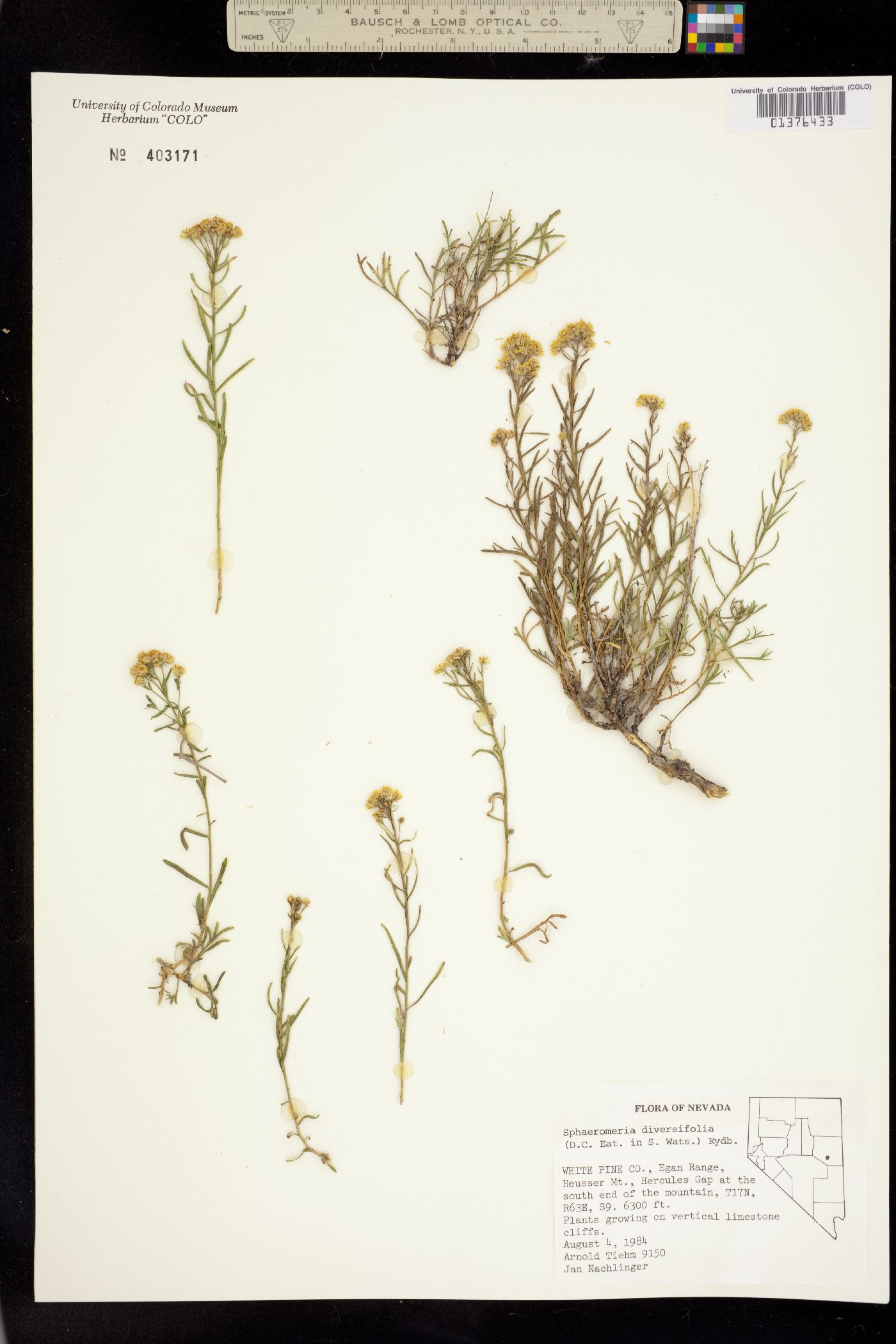 Sphaeromeria diversifolia image