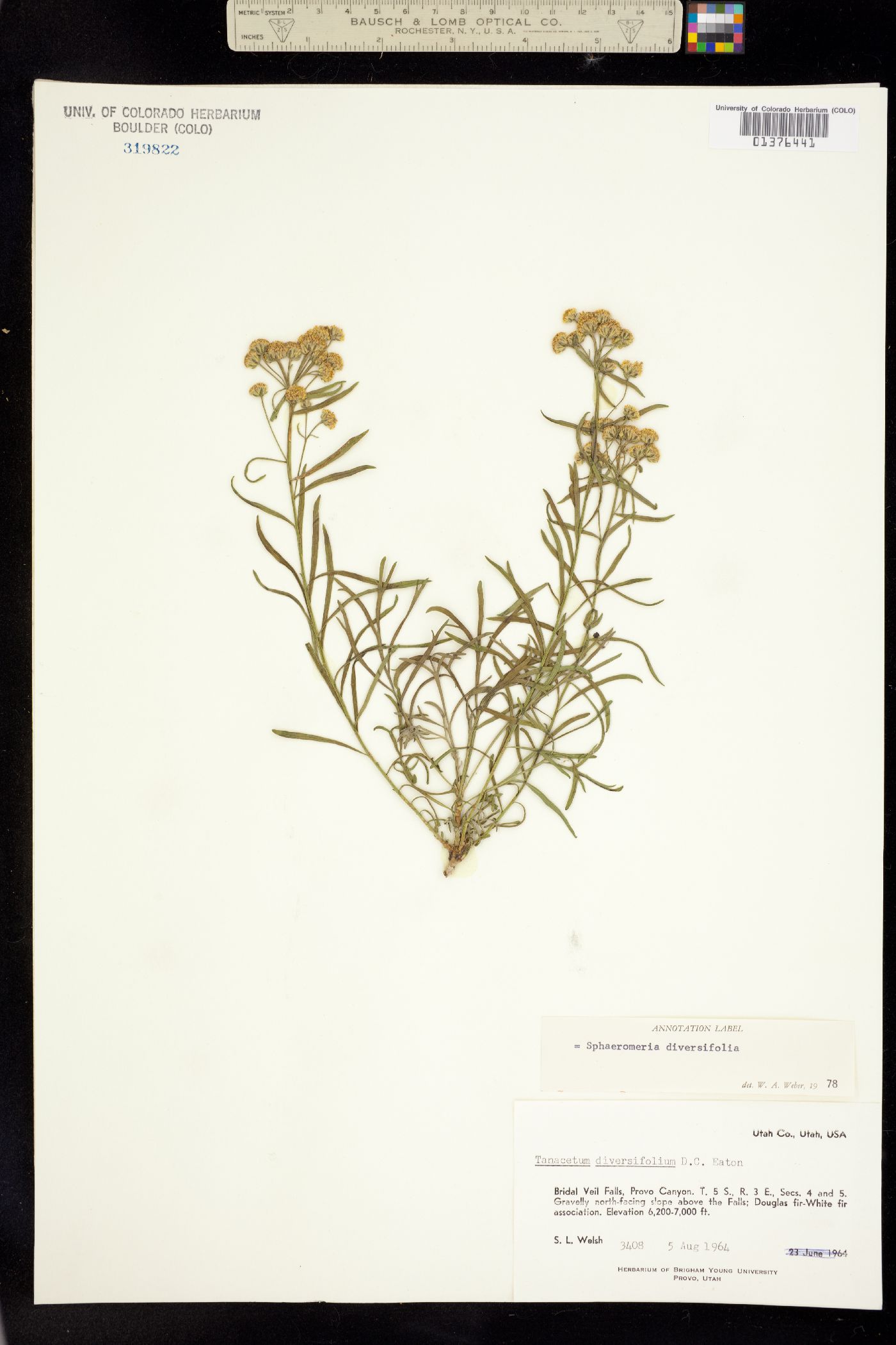 Sphaeromeria diversifolia image