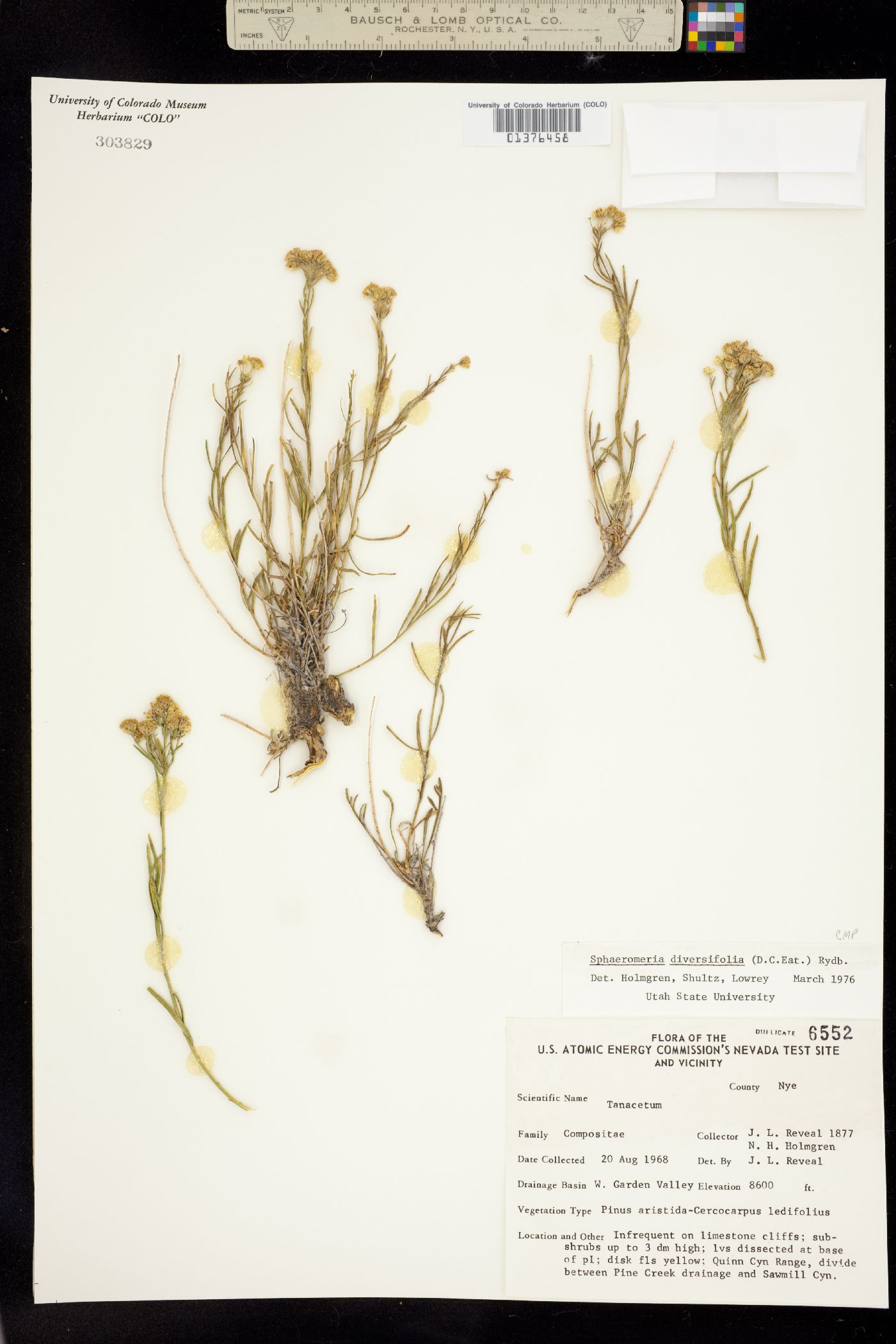 Sphaeromeria image