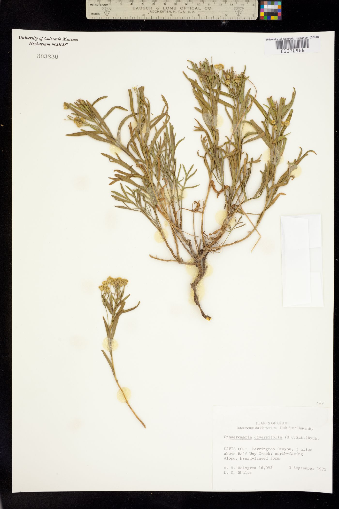 Sphaeromeria diversifolia image