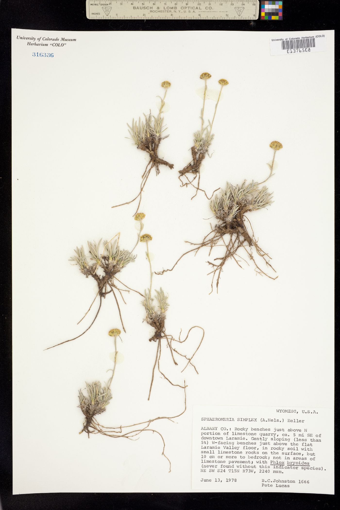 Sphaeromeria simplex image