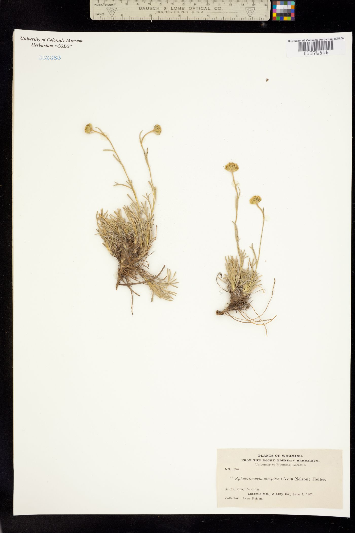 Sphaeromeria simplex image