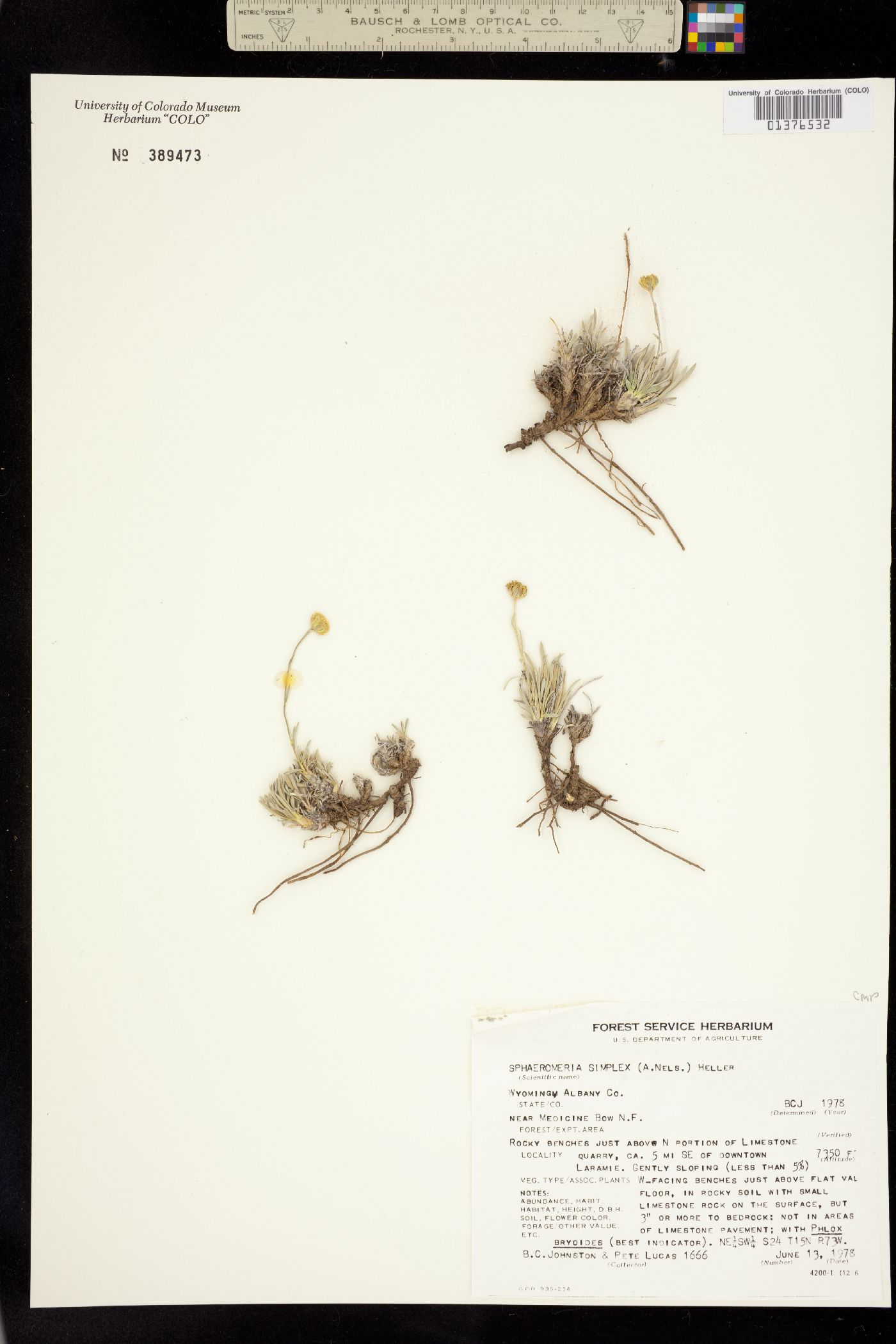 Sphaeromeria simplex image