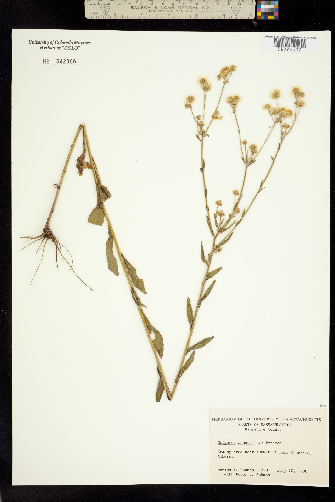 Erigeron annuus image