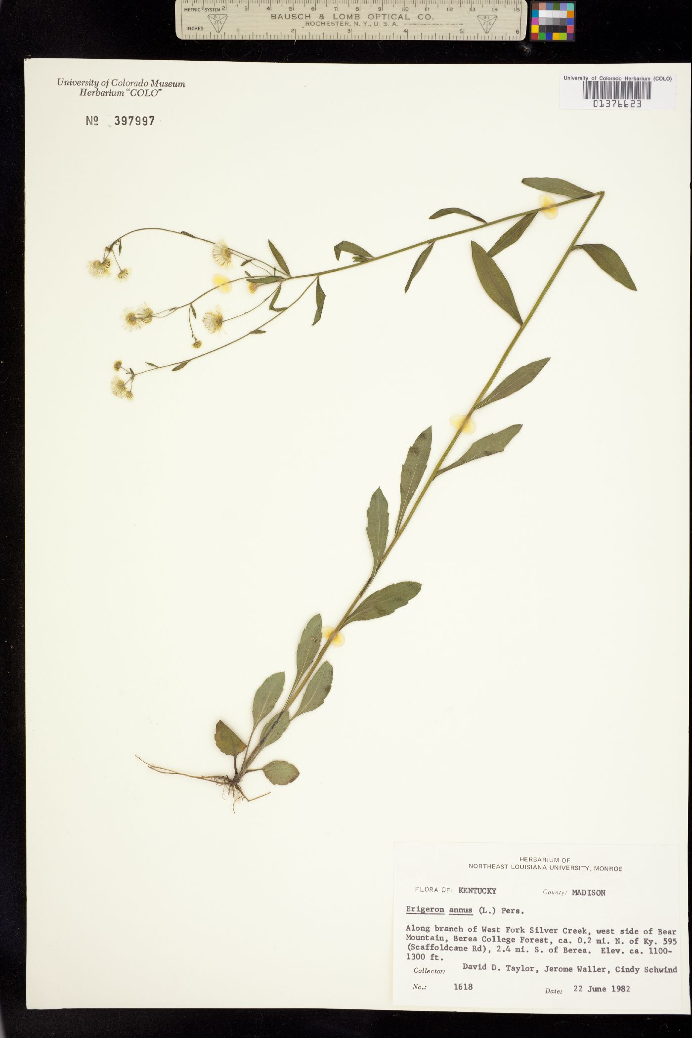 Erigeron annuus image