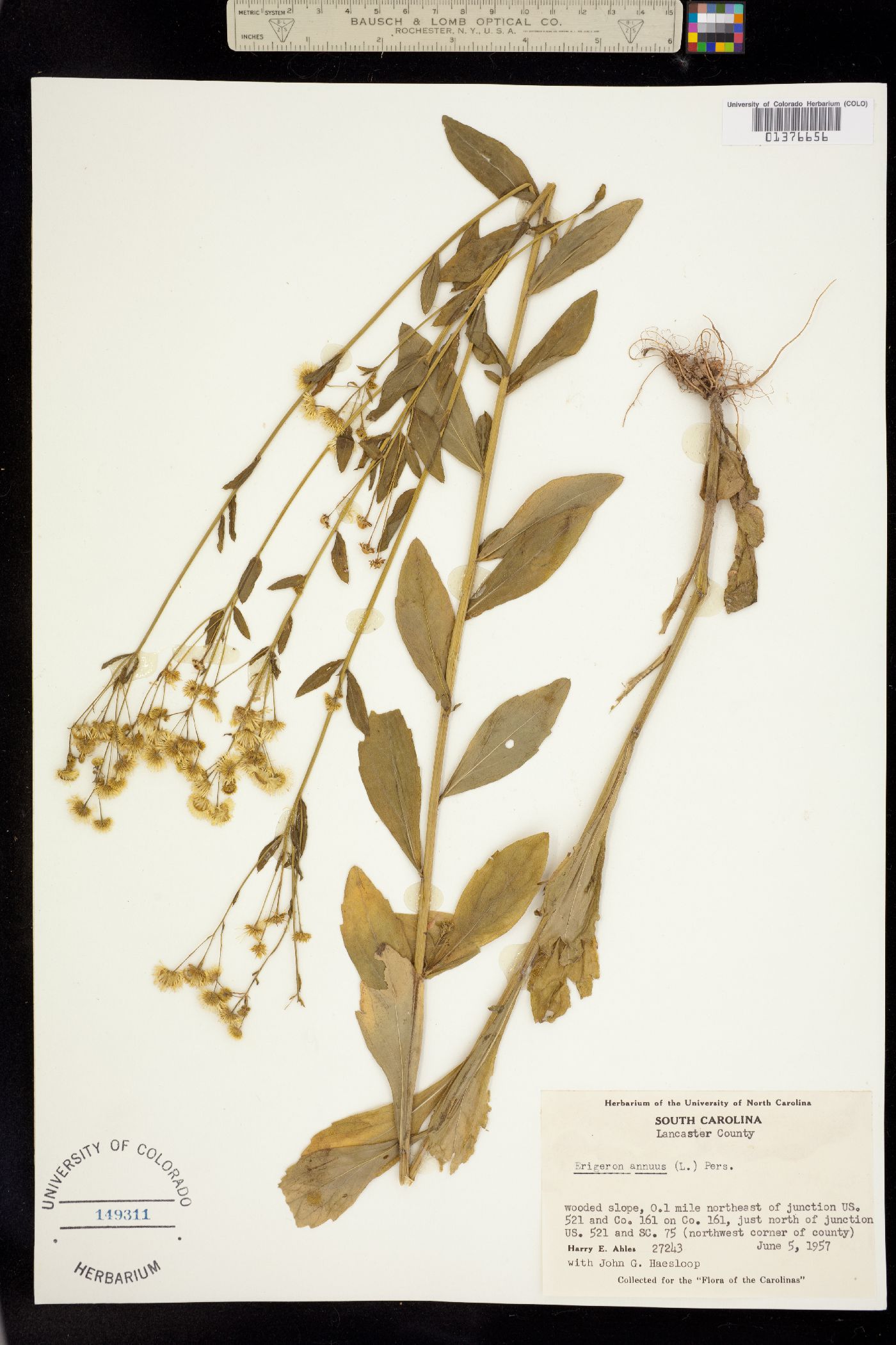 Erigeron annuus image